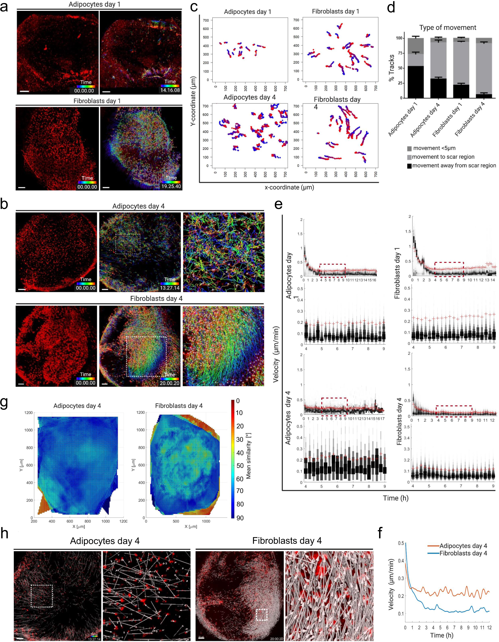 Fig. 3: Distinct adipocyte and fibroblast migrations.
