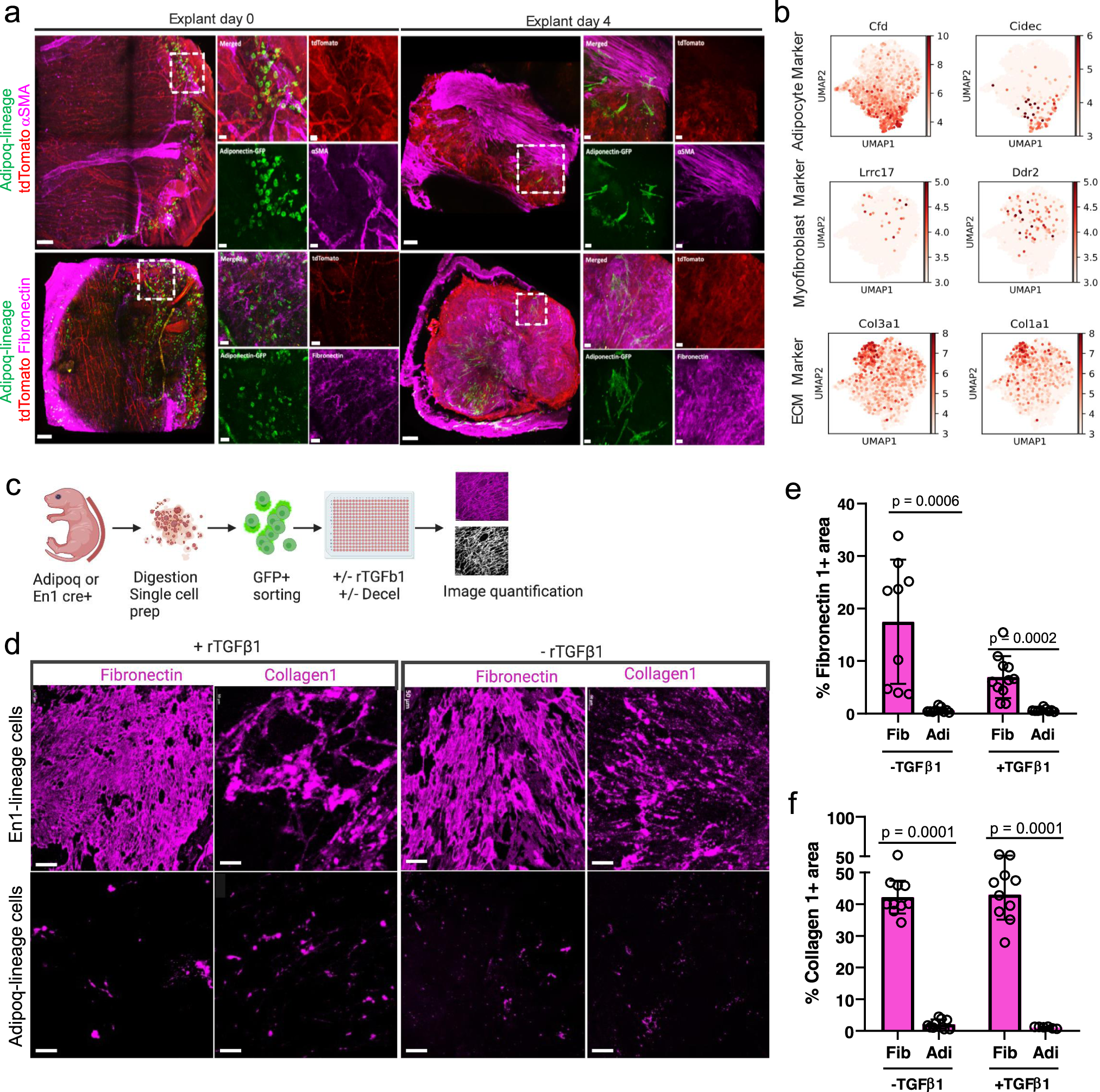 Fig. 4: Adipocytes are non-fibrogenic in ex vivo models.