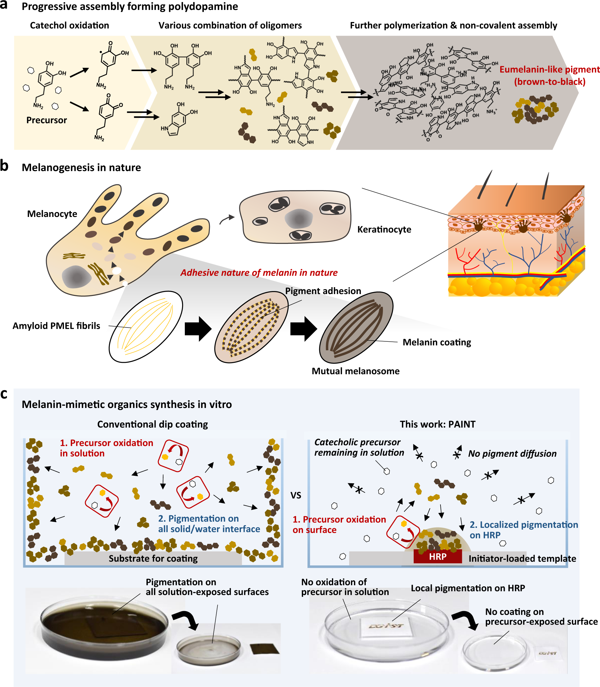 Oxidant Control of Polydopamine Surface Chemistry in Acids: A  Mechanism-Based Entry to Superhydrophilic-Superoleophobic Coatings