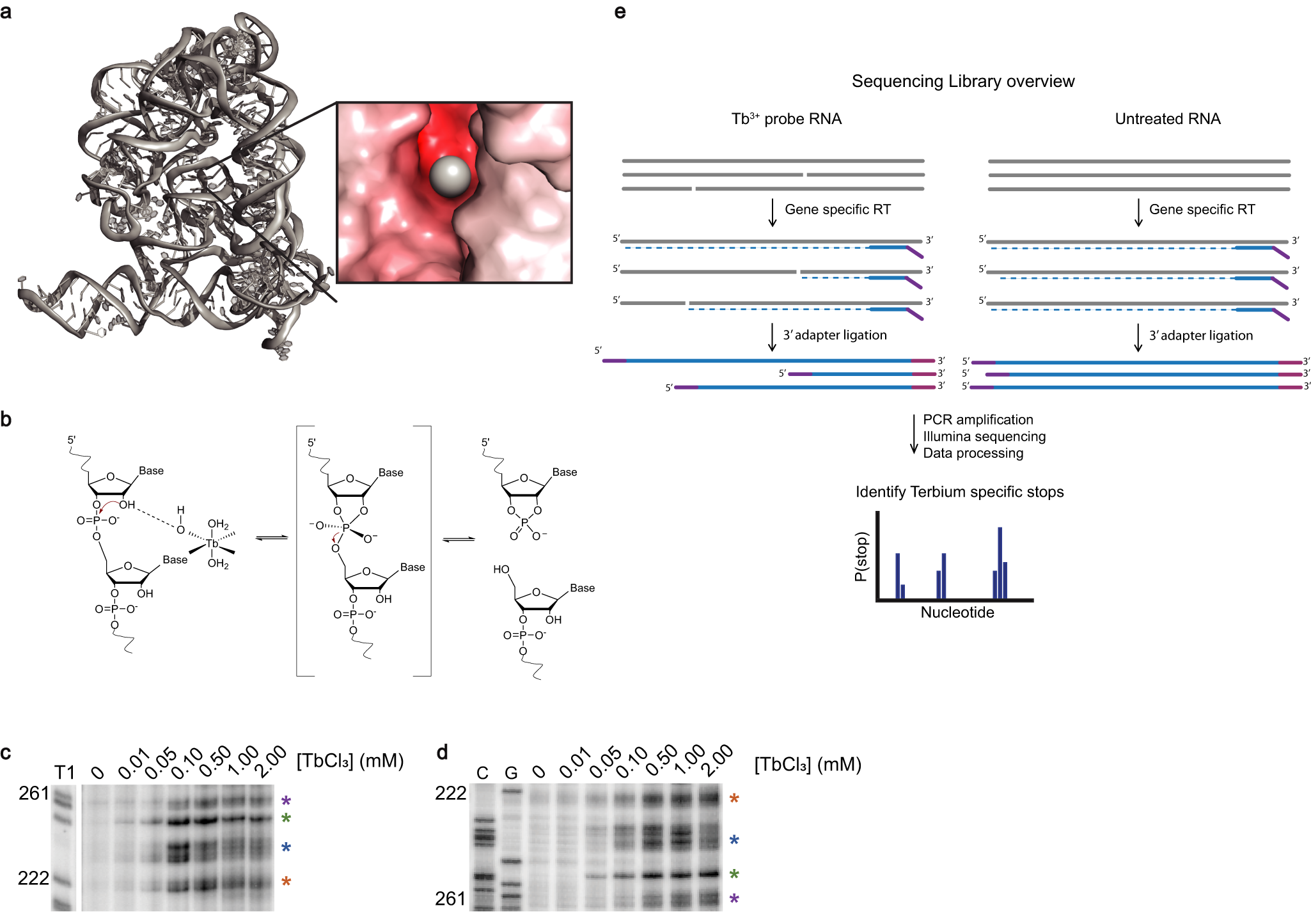Fig. 1: Developing a sequencing-based approach to detect Tb3+ cleavage sites.