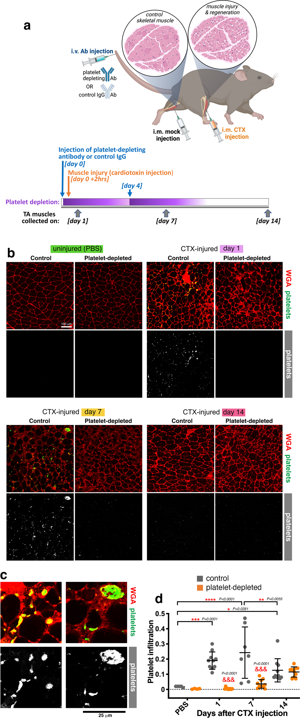 Platelet-derived chemokines promote skeletal muscle regeneration by guiding  neutrophil recruitment to injured muscles