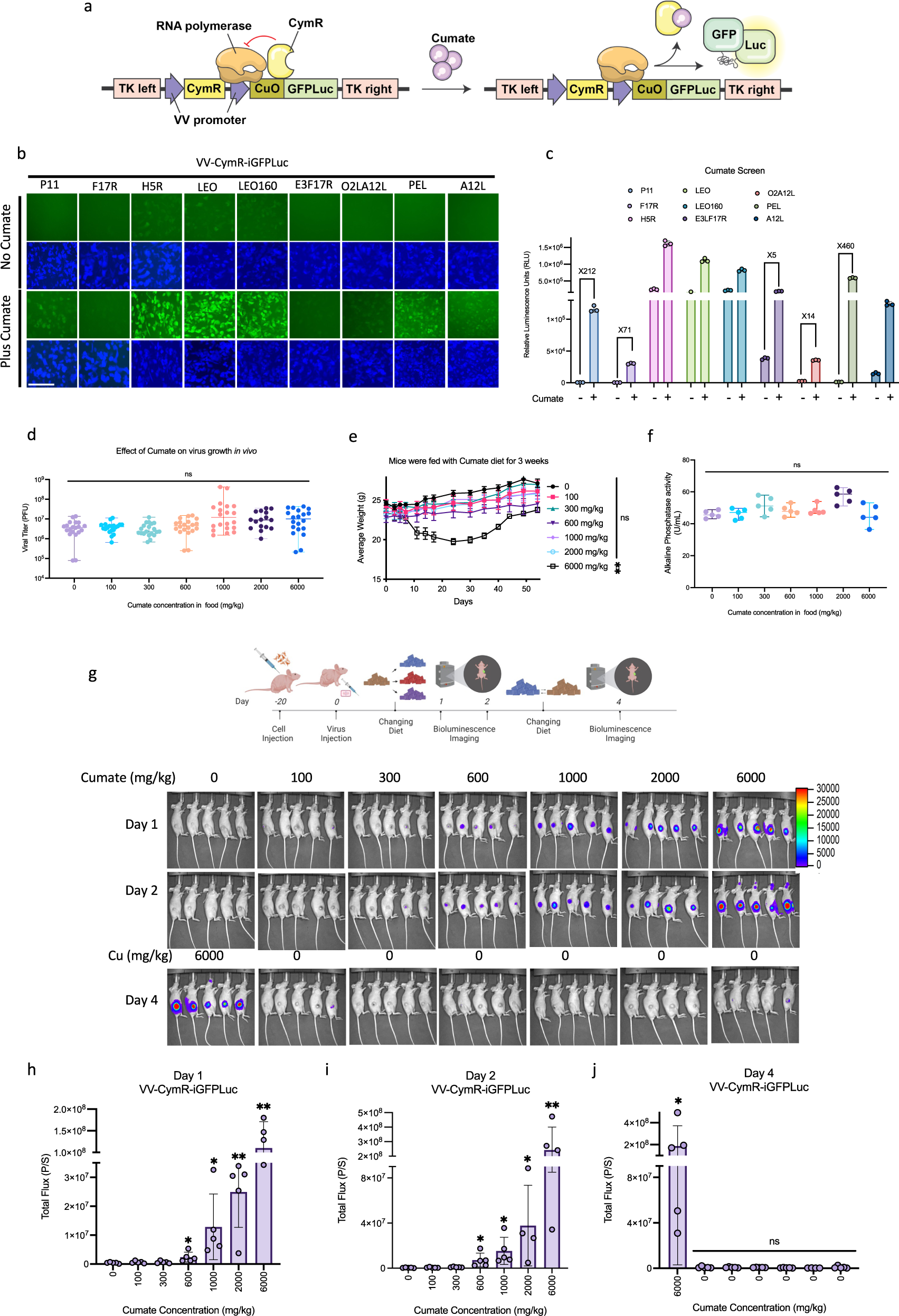 Fig. 3: Cumate-inducible system controls viral gene expression in vitro and in vivo.