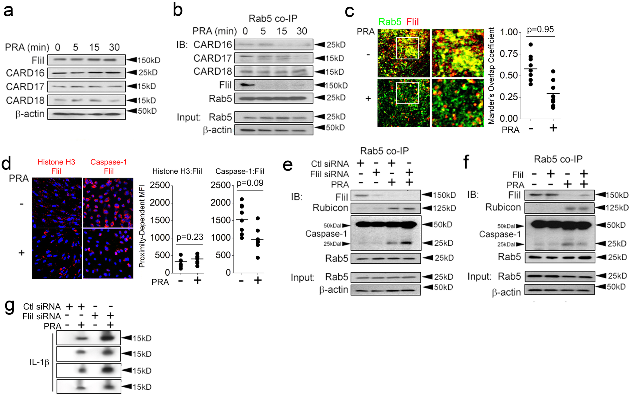 Fig. 4: FliI constrains Rab5-associated inflammasome activity.