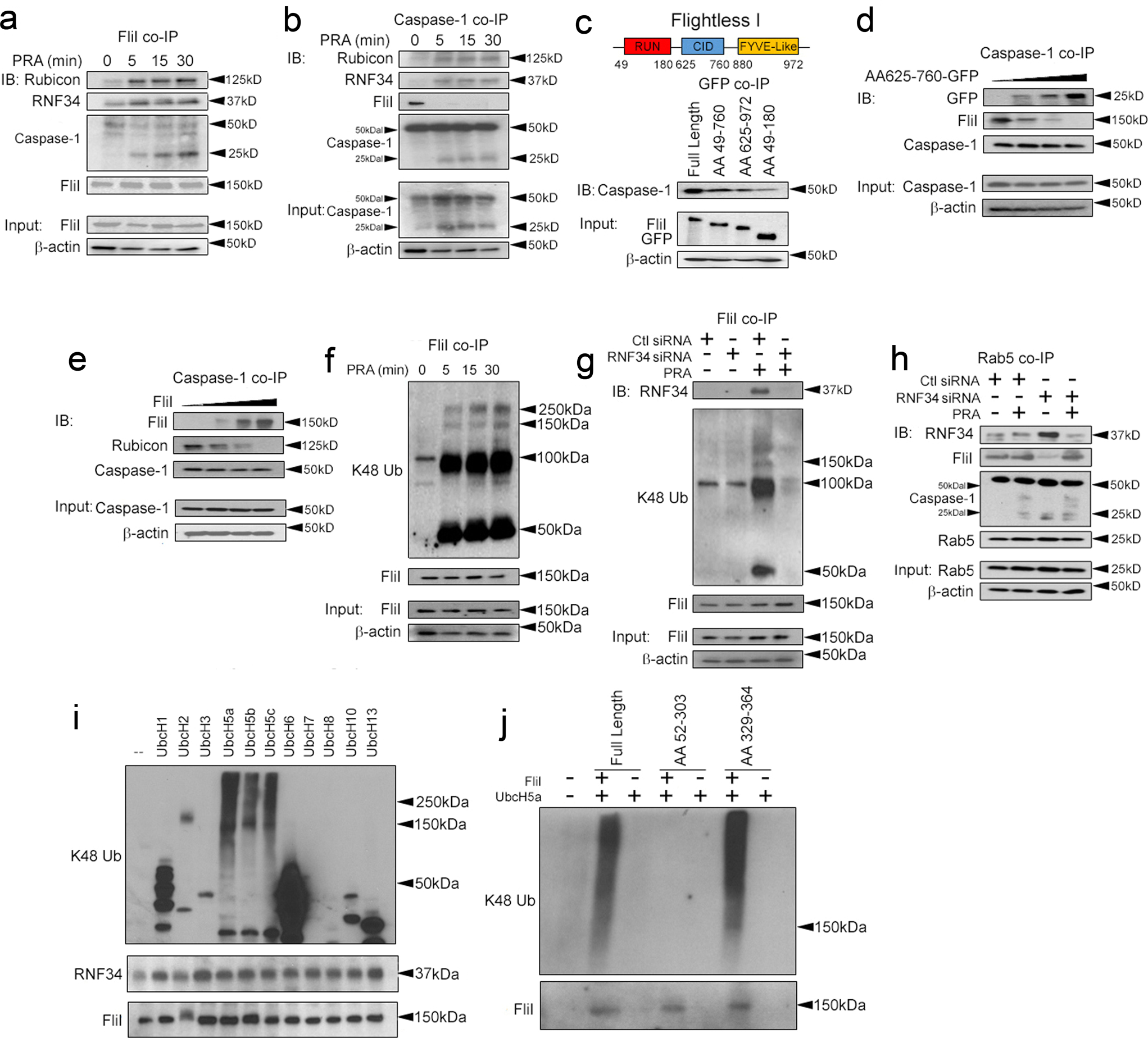 Fig. 5: Rubicon and RNF34 cooperatively reduce the stability of Rab5-associated fliI.