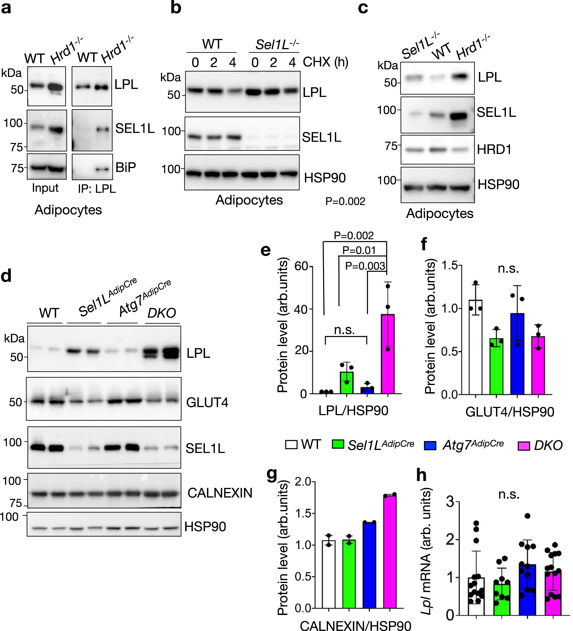 Fig. 3: LPL is an endogenous SEL1L-HRD1 ERAD substrate in adipocytes.