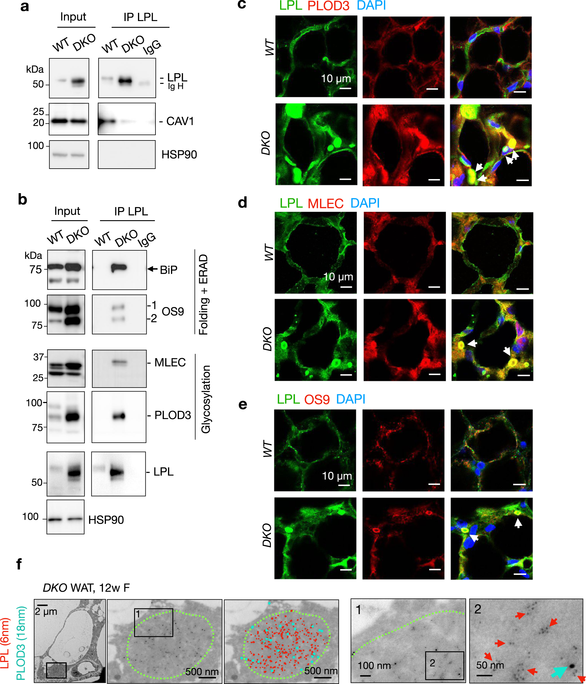 Fig. 5: LPL is associated with multiple ER chaperones in the CERFs.