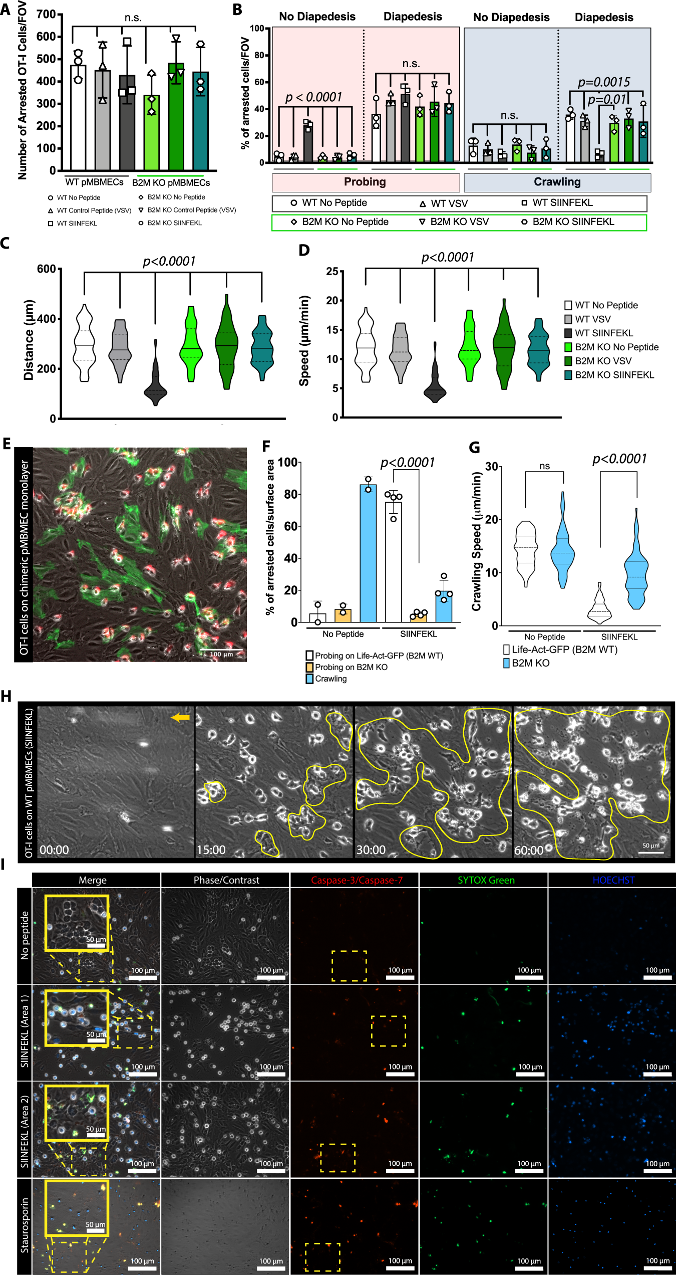 Fig. 4: Ag presentation by pMBMECs arrests effector OT-I cells and initiates barrier breakdown under physiological flow in vitro.