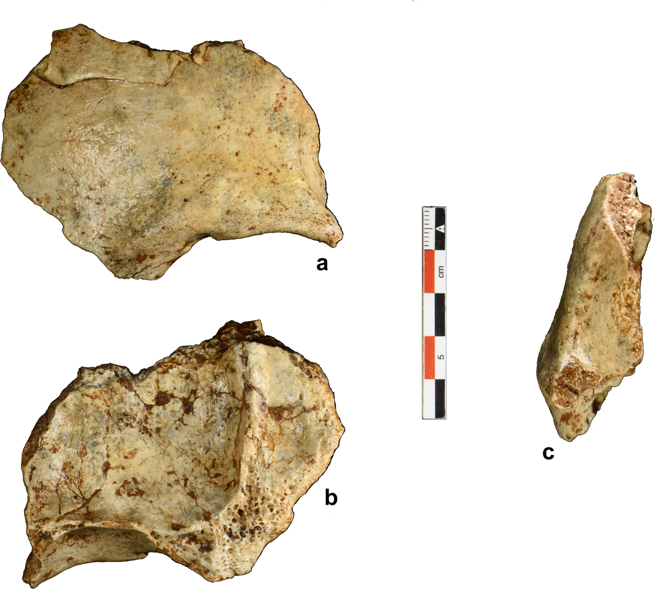 Early presence of Homo sapiens in Southeast Asia by 86–68 kyr at Tam Pà  Ling, Northern Laos | Nature Communications