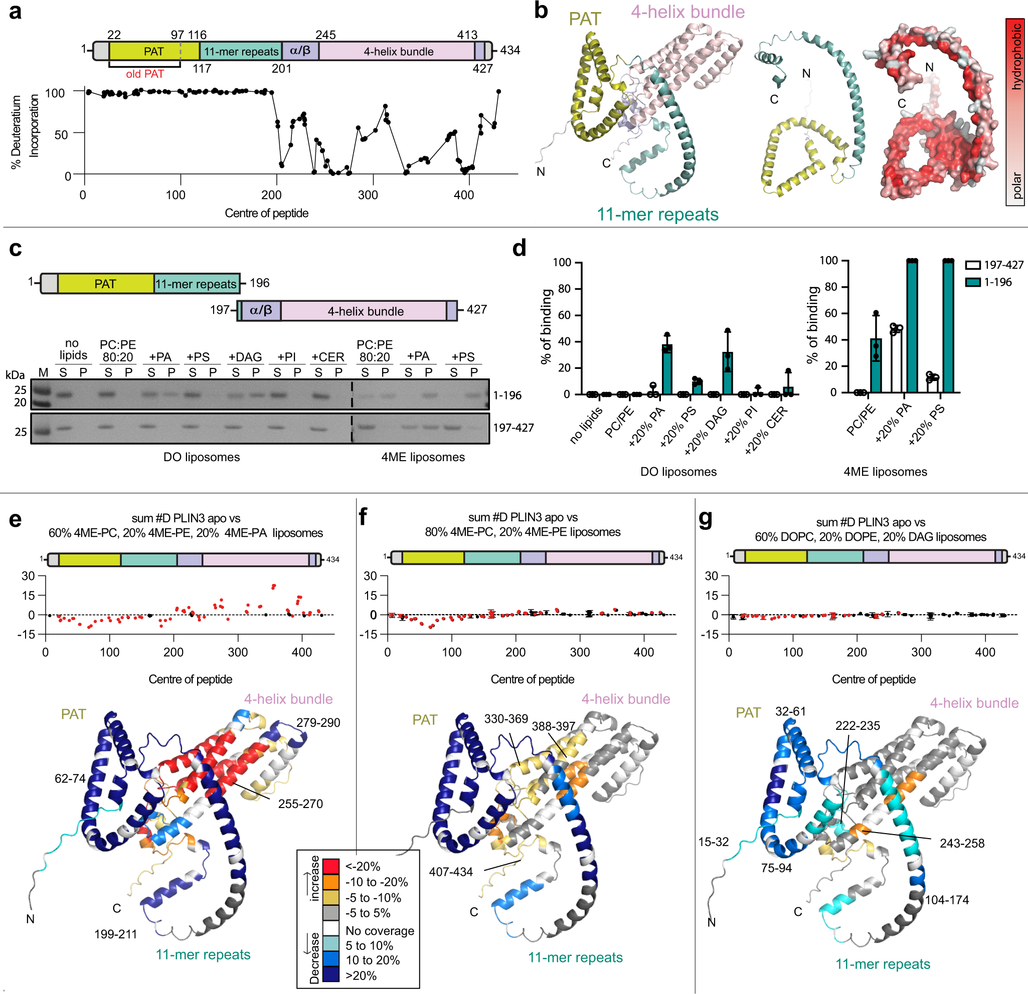Fig. 2: HDX-MS analysis of PLIN3 membrane binding.