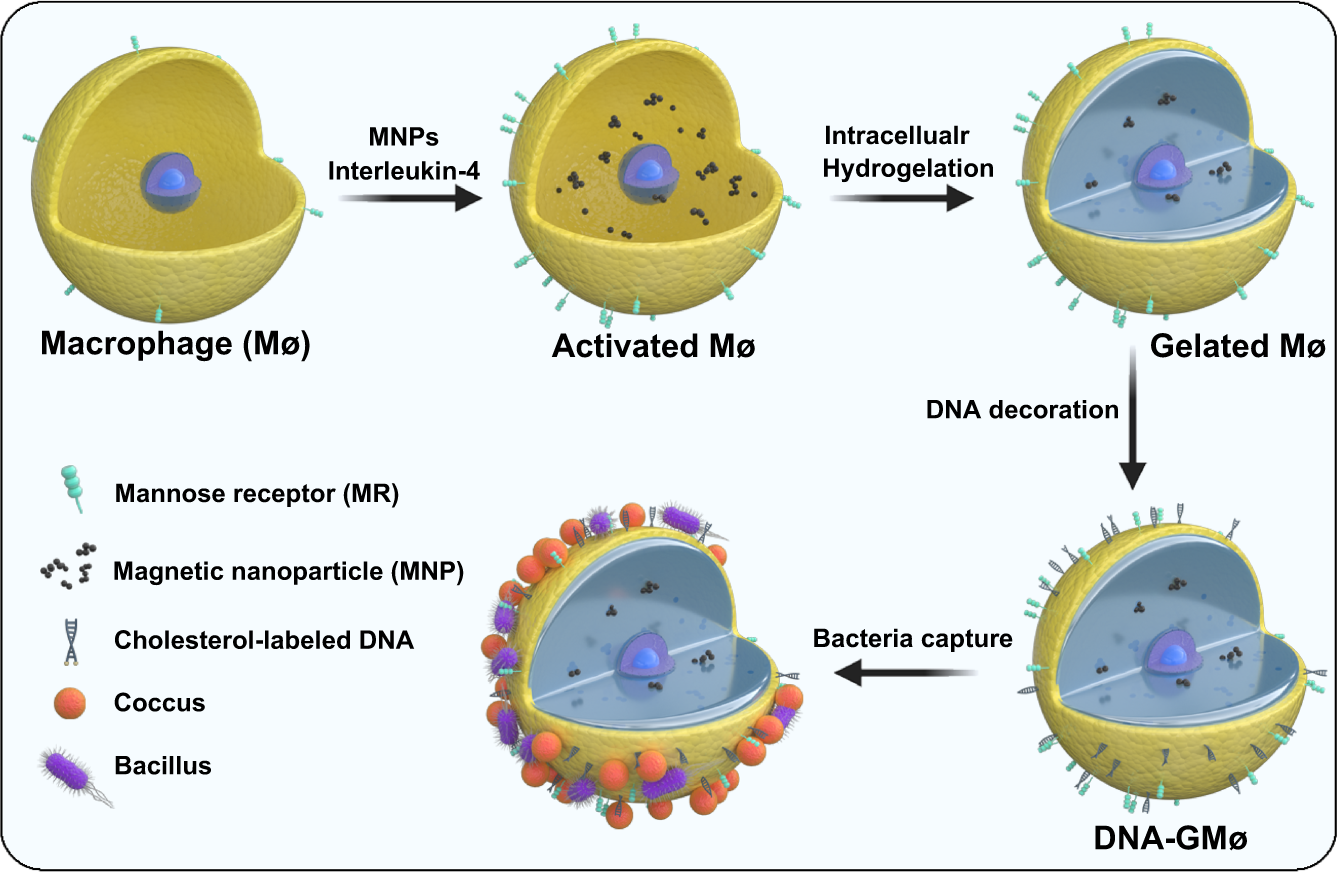 A smart pathogen detector engineered from intracellular hydrogelation of  DNA-decorated macrophages