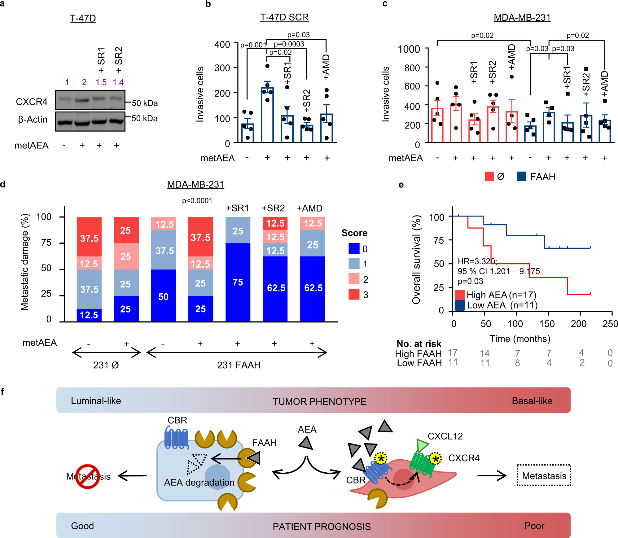 Fig. 7: metAEA enhances CXCR4-mediated pro-invasive capacity of human BC cell lines through a CBR-mediated mechanism.