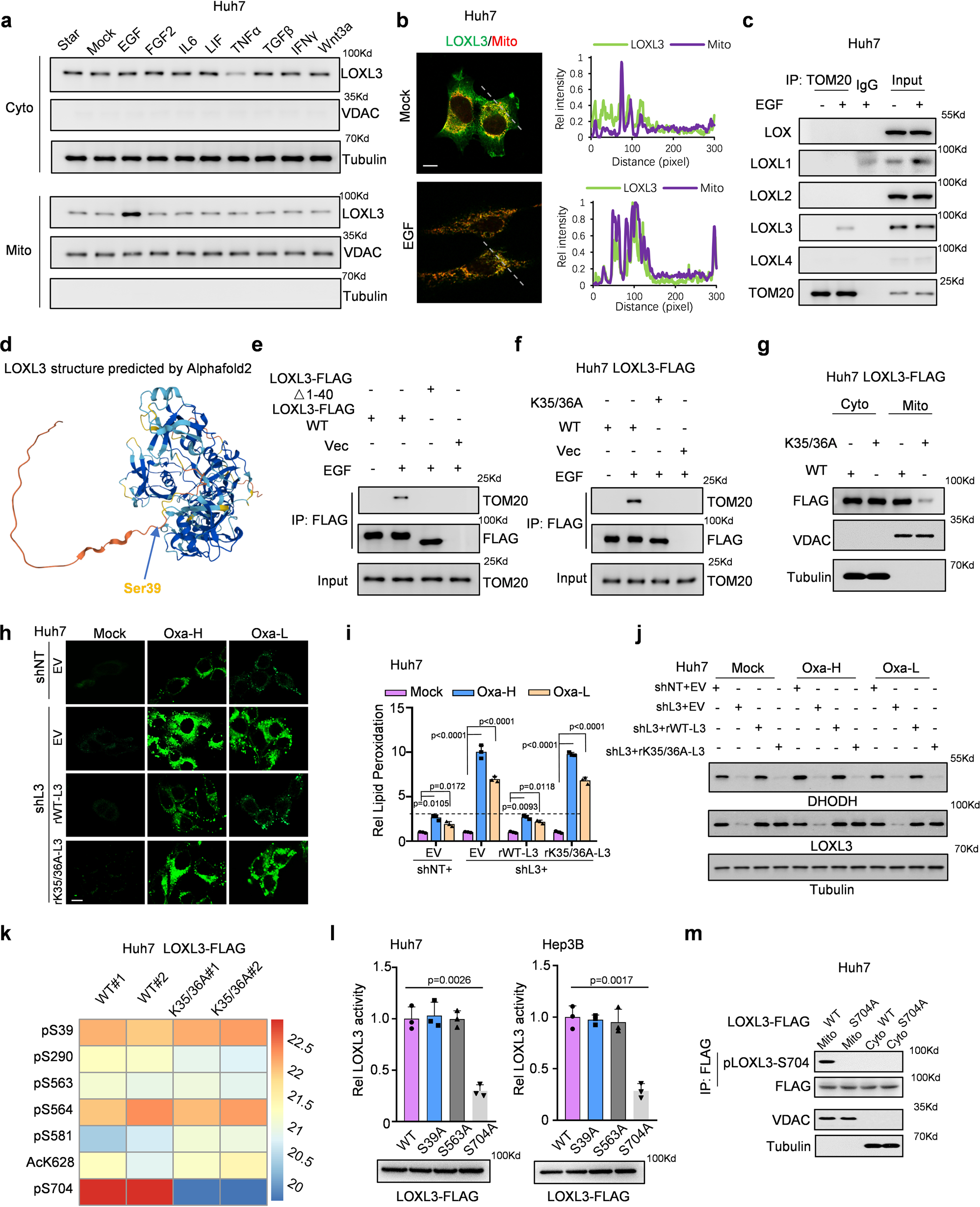 Fig. 2: EGF/EGFR signaling mediated the LOXL3/TOM20 axis, which blocked chemo-induced ferroptosis and upregulated LOXL3 phosphorylation at S704.