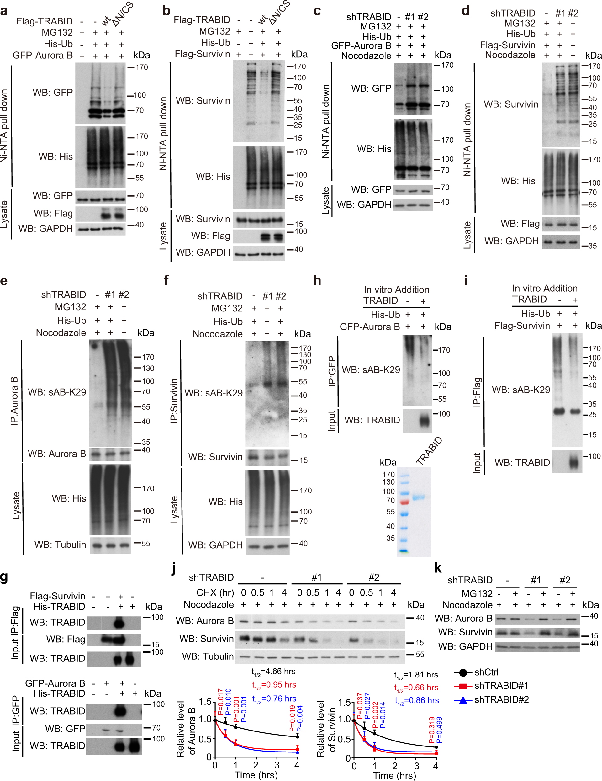Fig. 3: TRABID deubiquitinates and stabilizes Aurora B and Survivin.