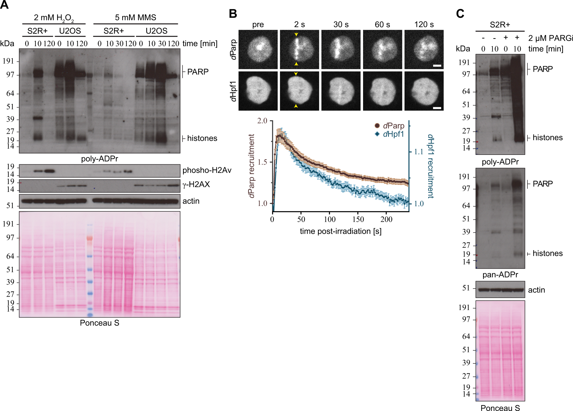 Fig. 2: ADP-ribosylation upon genotoxic stress in Drosophila S2R+ cells.