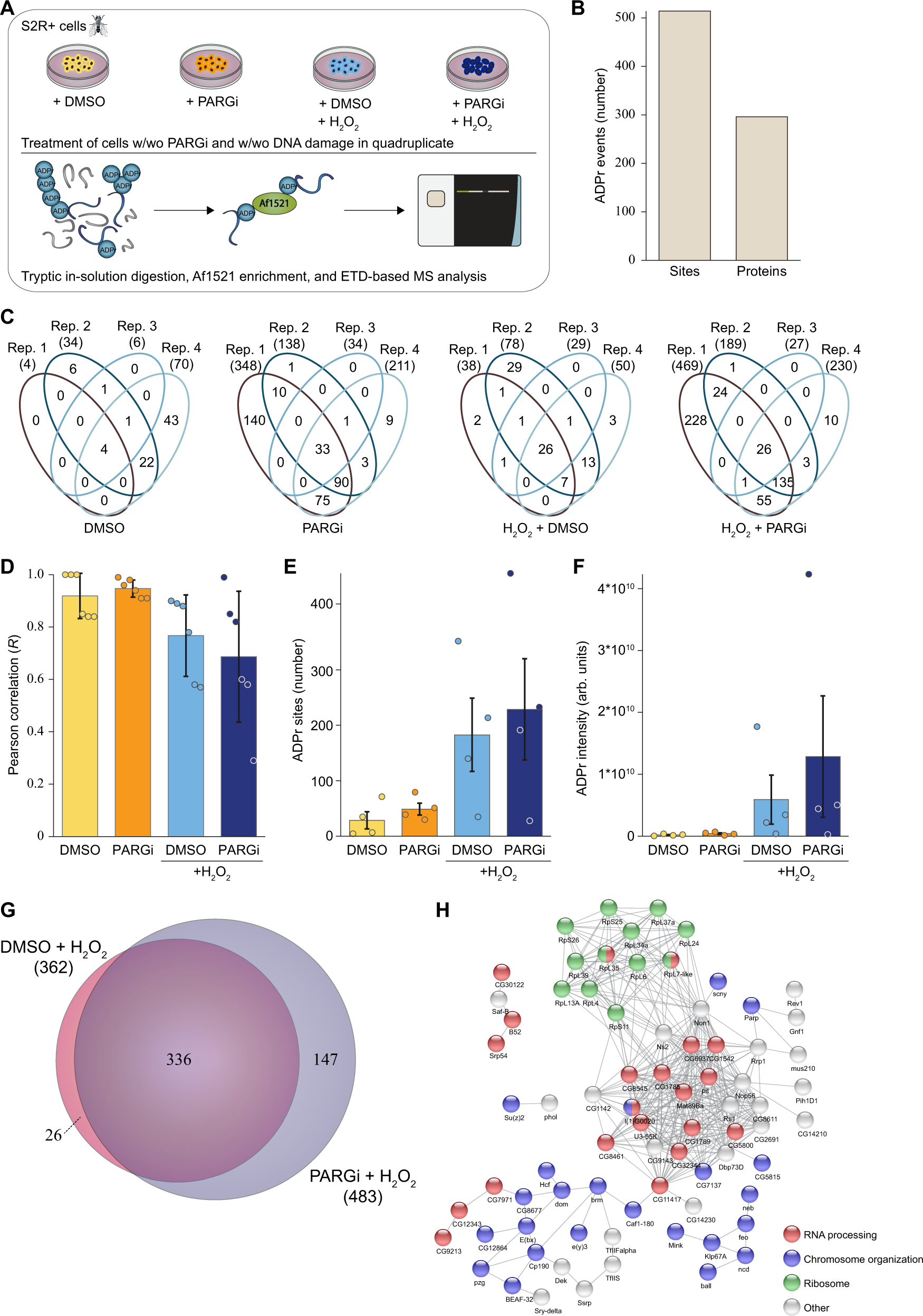 Fig. 3: Mass spectrometric identification of ADPr sites in S2R+ cells.
