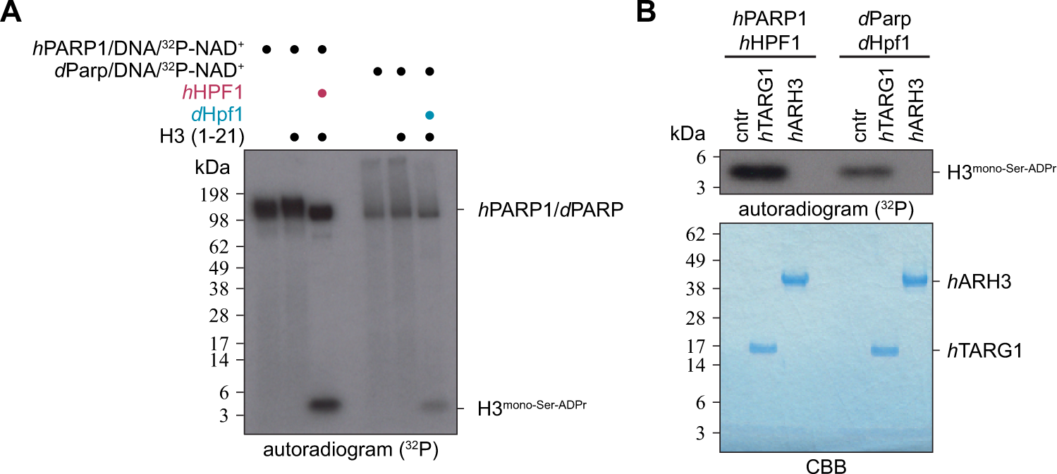 Fig. 6: dParp writes serine-ADP-ribosylation in a dHpf1-dependent manner.