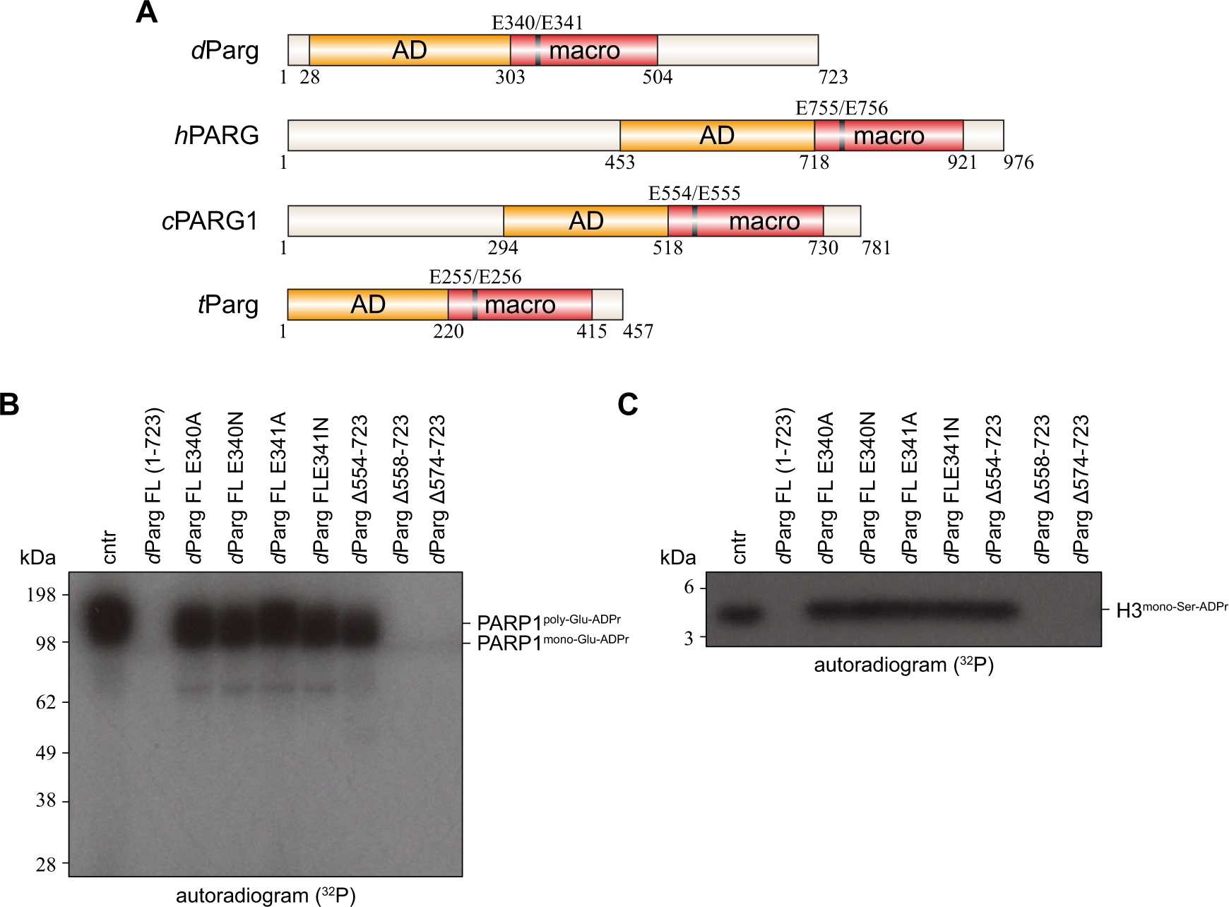 Fig. 8: The mono-Ser-ADPr hydrolase activity of dParg resides within its conserved active site.