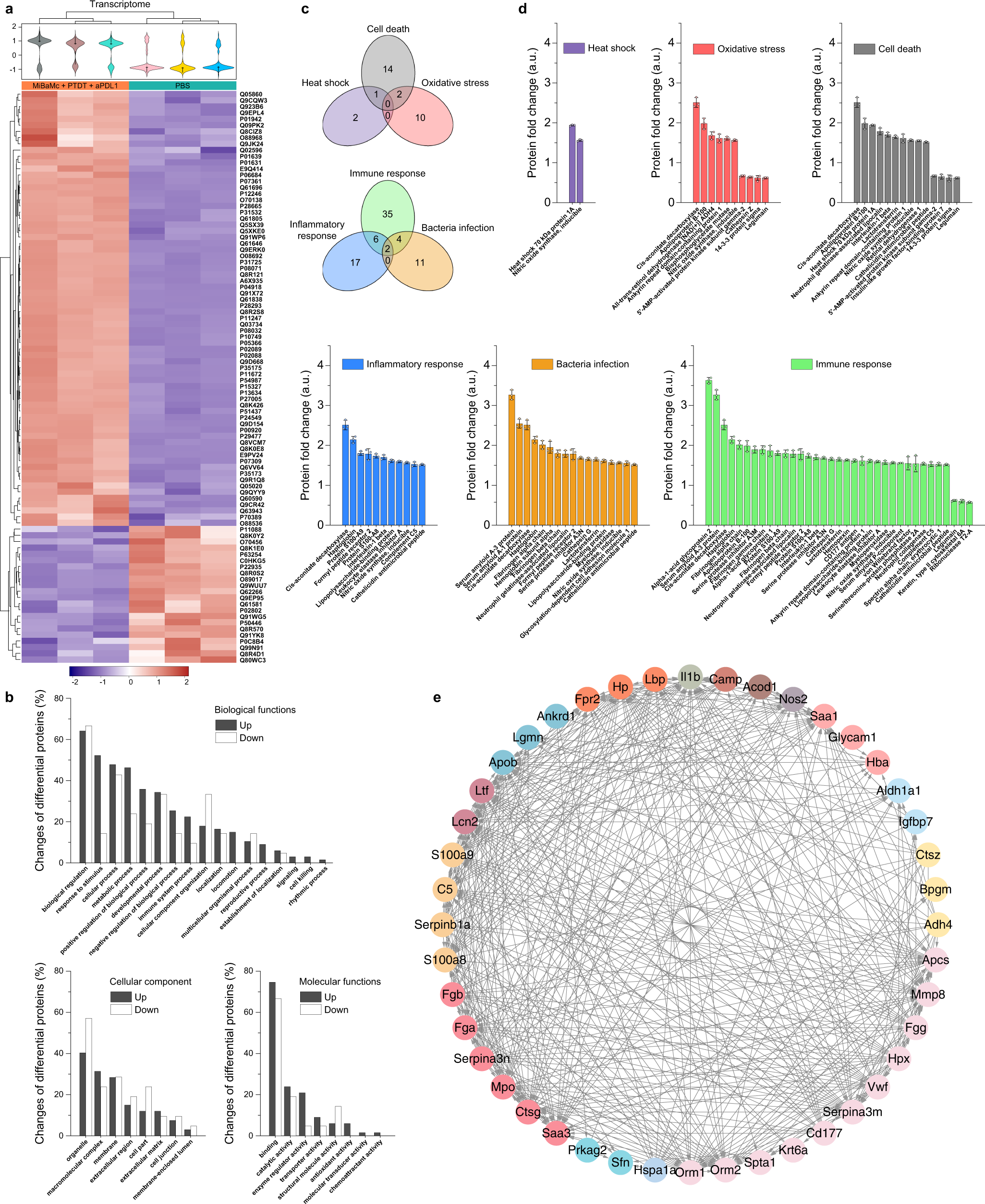 Fig. 6: Quantitative proteomics analysis for exploring the antitumor mechanism of MiBaMc combined with aPDL1.
