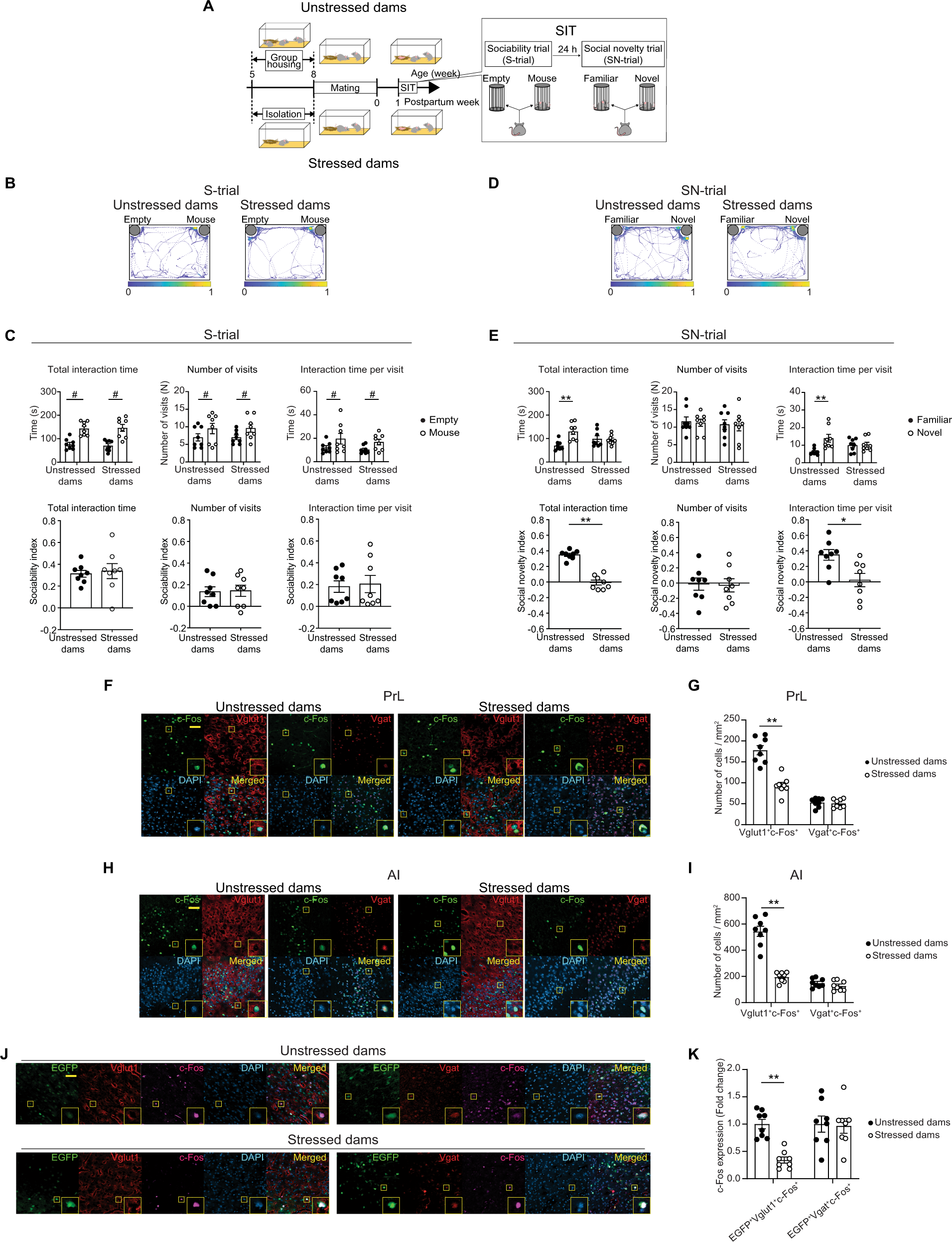 Fig. 1: Social isolation in late adolescence (SILA) induced postpartum behavioral changes in social novelty (SN)-trial and reduced neural activity in the anterior insula (AI) and prelimbic cortex (PrL).