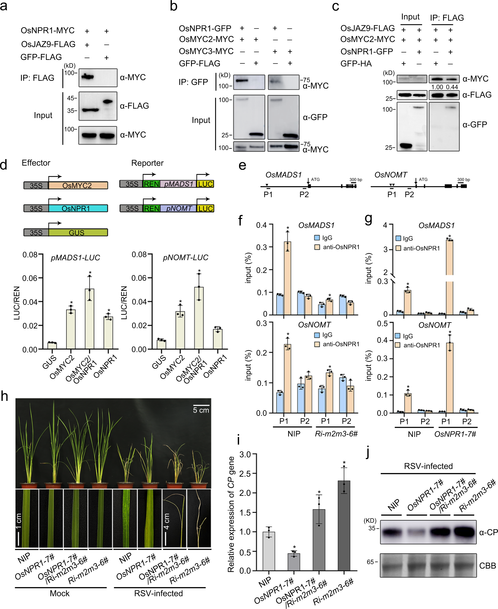 Fig. 5: OsNPR1 plays a positive role in activating JA signaling.