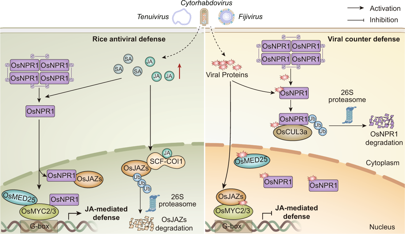 Fig. 8: A model showing how the distinct viral proteins suppress OsNPR1-mediated antiviral immunity in rice.