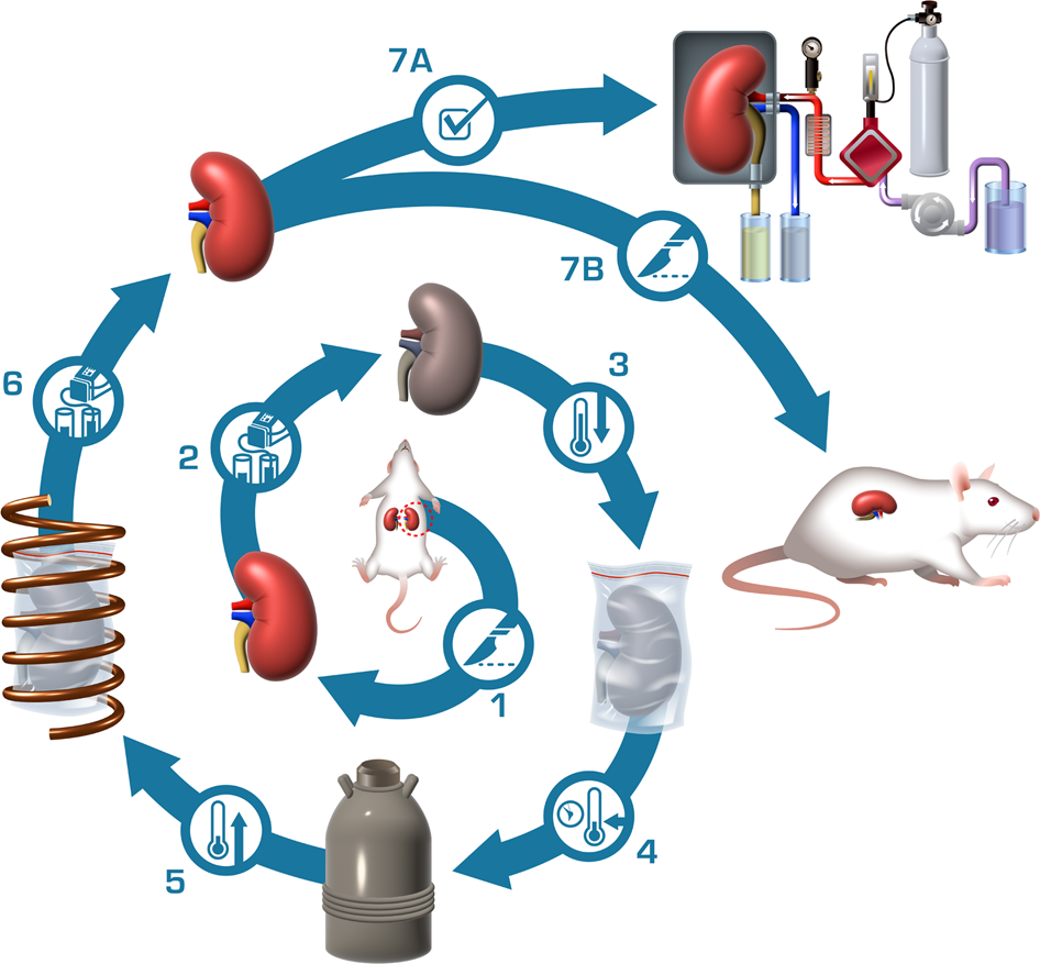 glutathione in organ perfusion cryopreservation Vitrification and nanowarming enable long-term organ cryopreservation and  life-sustaining kidney transplantation in a rat model