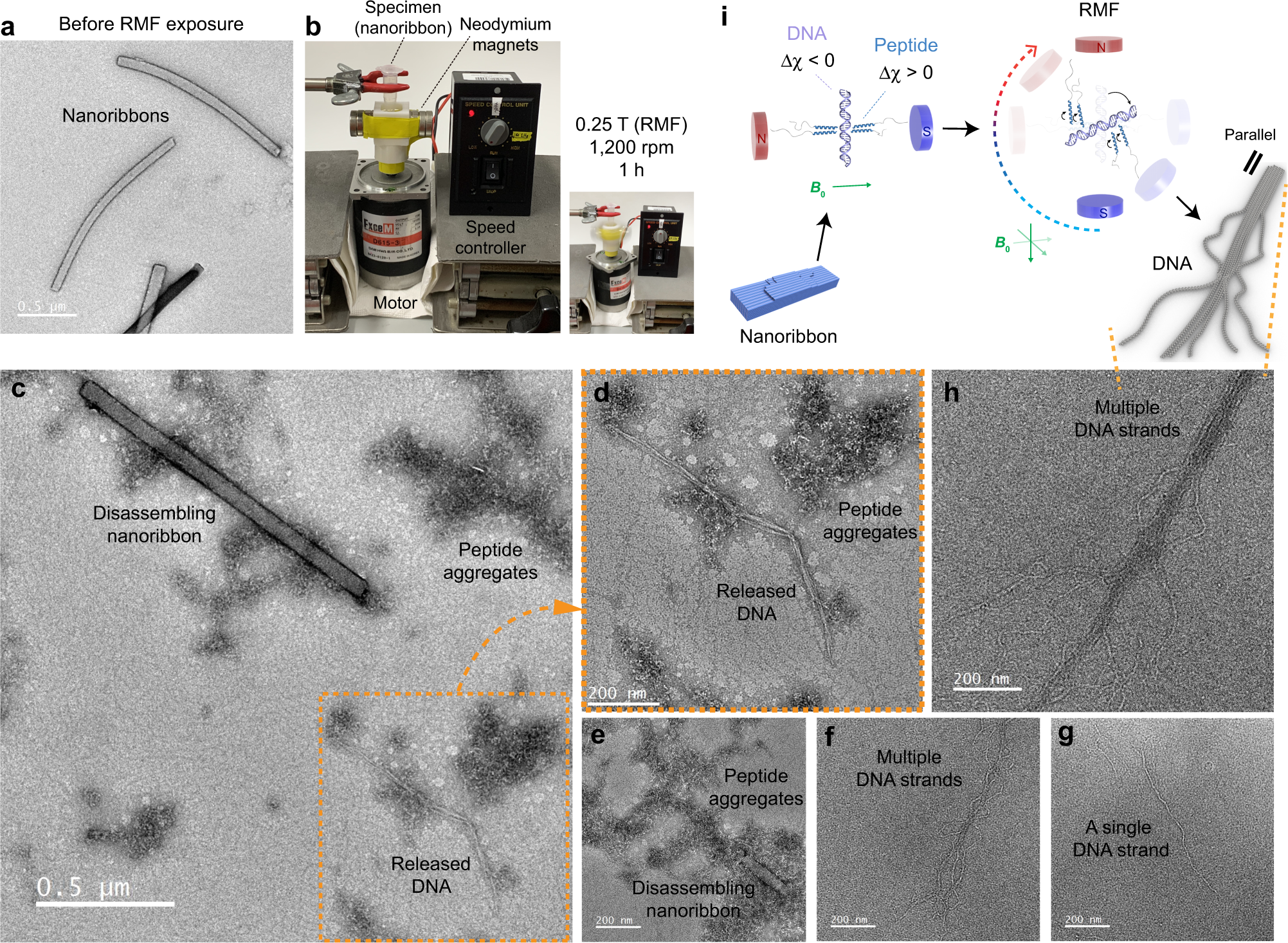 Fig. 5: Magnetically responsive disassembly of the artificial chromosomes.