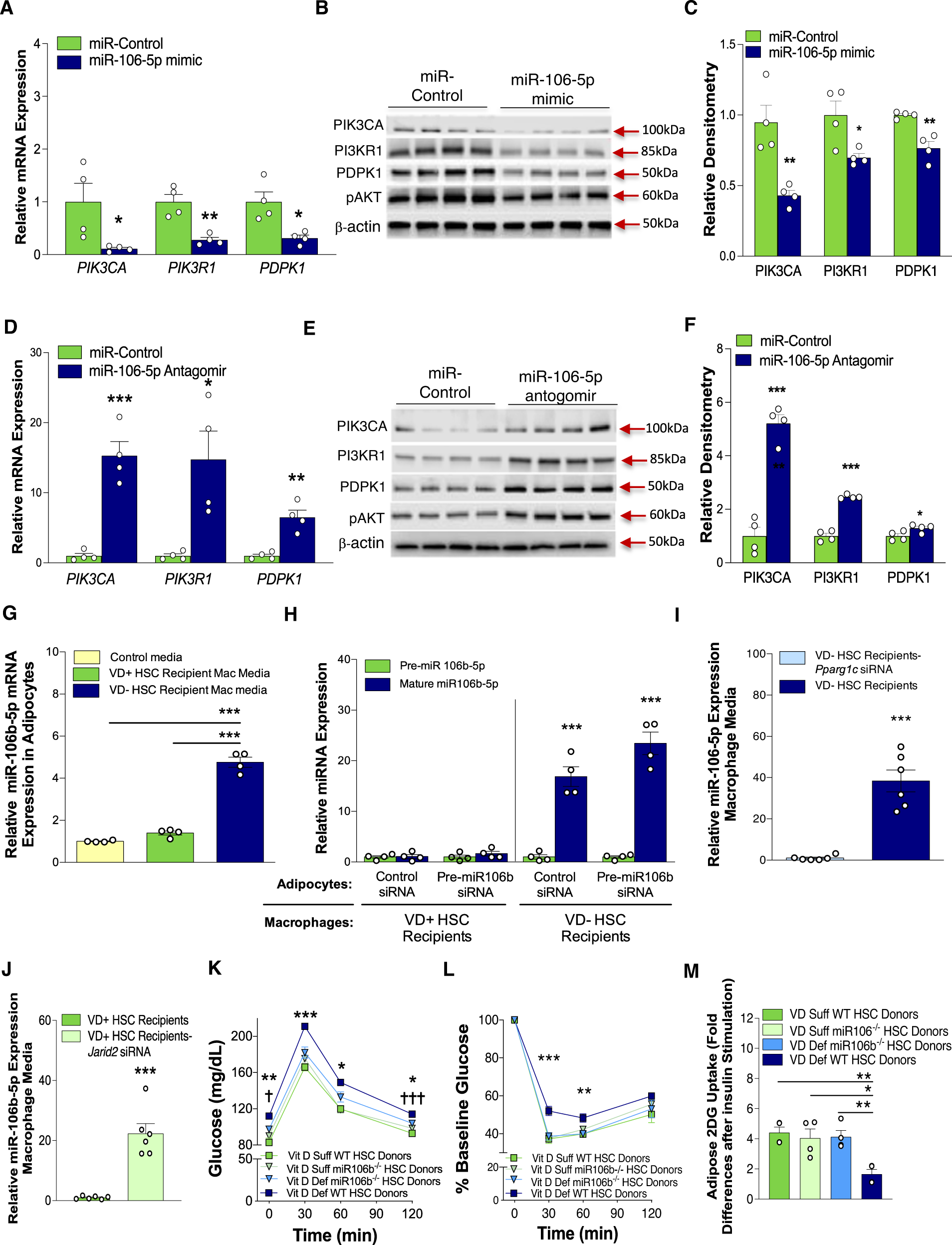 Fig. 5: Macrophage miR-106b-5p mediates in utero VD deficiency-induced adipocyte IR.