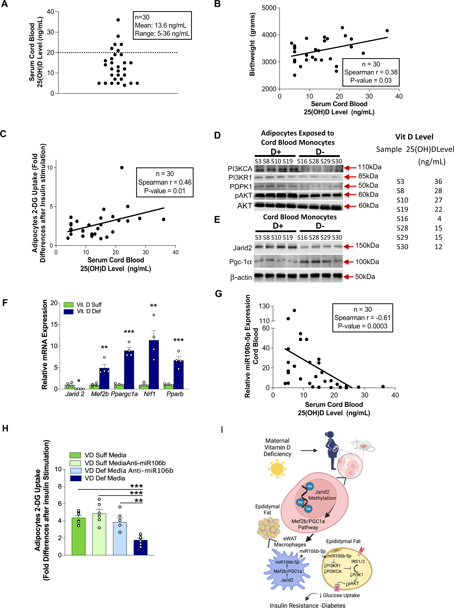 Fig. 6: VD-deficient cord blood monocytes induce adipocyte IR.