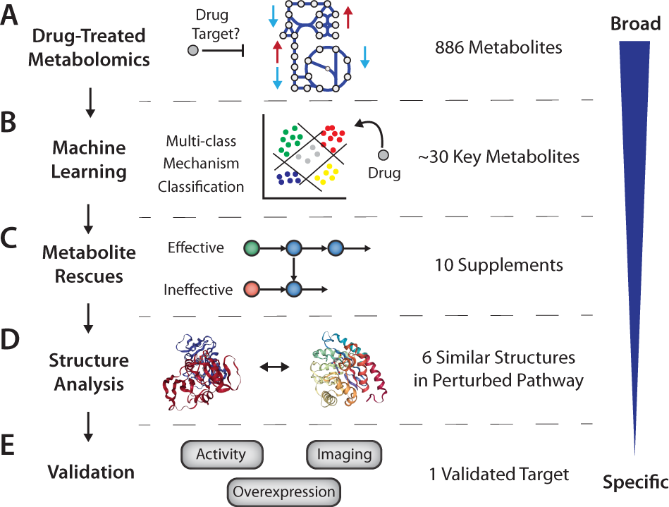 Empowering drug off-target discovery with metabolic and structural
