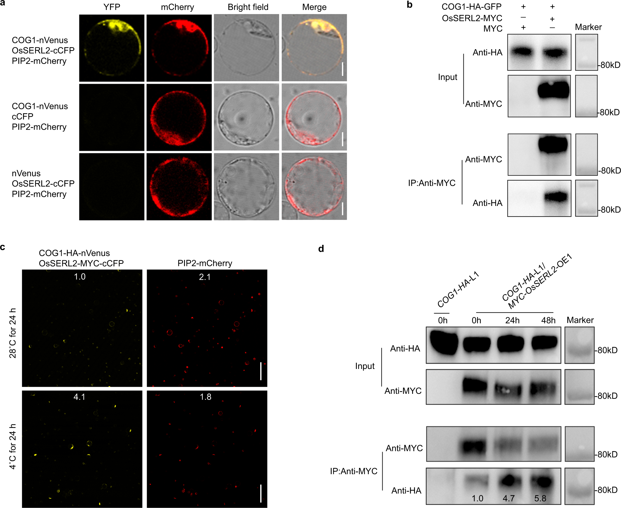 Fig. 5: Chilling enhances the interaction between COG1 and OsSERL2.