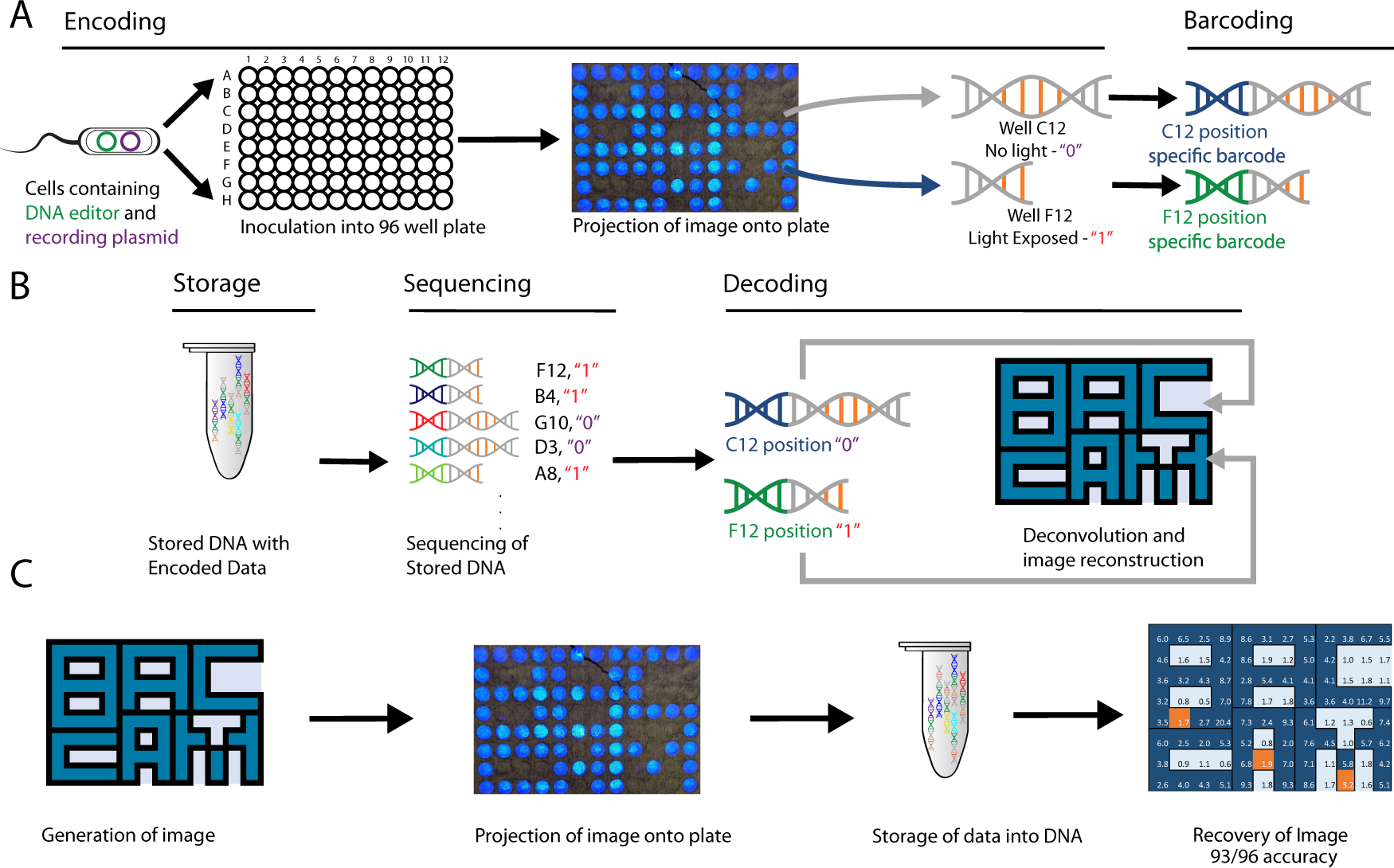 A biological camera that captures and stores images directly into DNA |  Nature Communications
