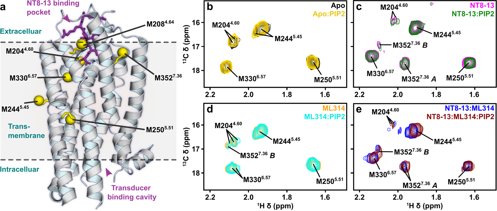 Fig. 1: Effect of PIP2 on enNTS1ΔM4 13CεH3-methionine chemical shifts.