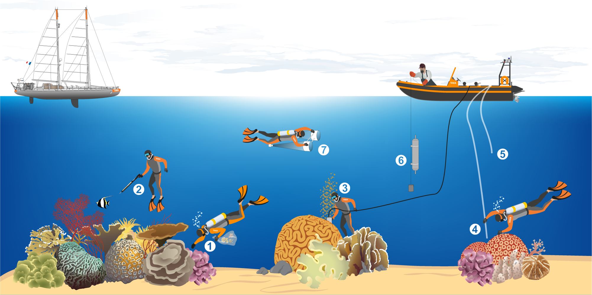 Fig. 2: Schematic overview of the various sampling methods conducted during the Tara Pacific expedition while sampling on coral systems.