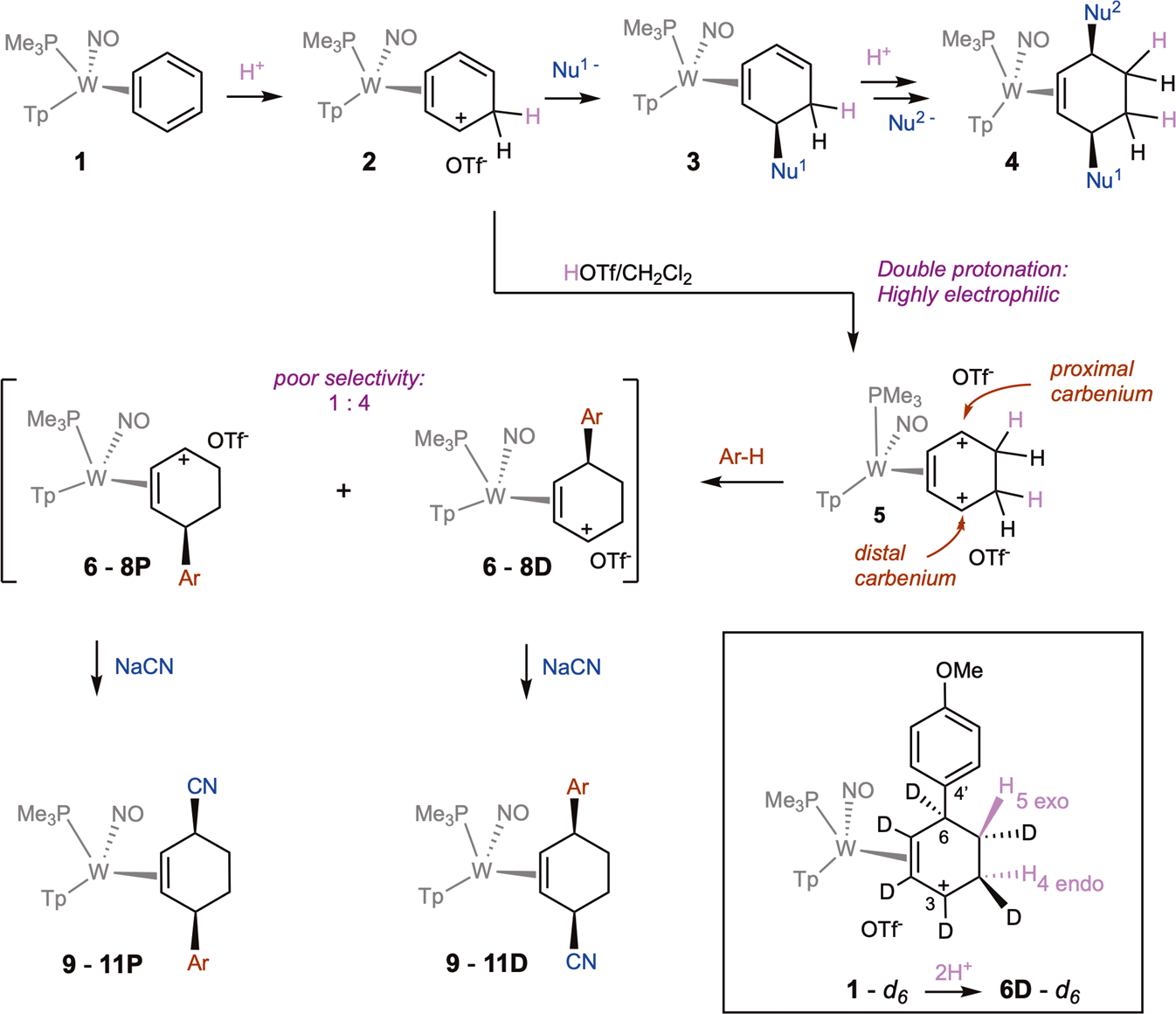 Fig. 1: The tungsten-promoted double-protonation of benzene followed by electrophilic aromatic substitution (EAS), and addition of cyanide ion.