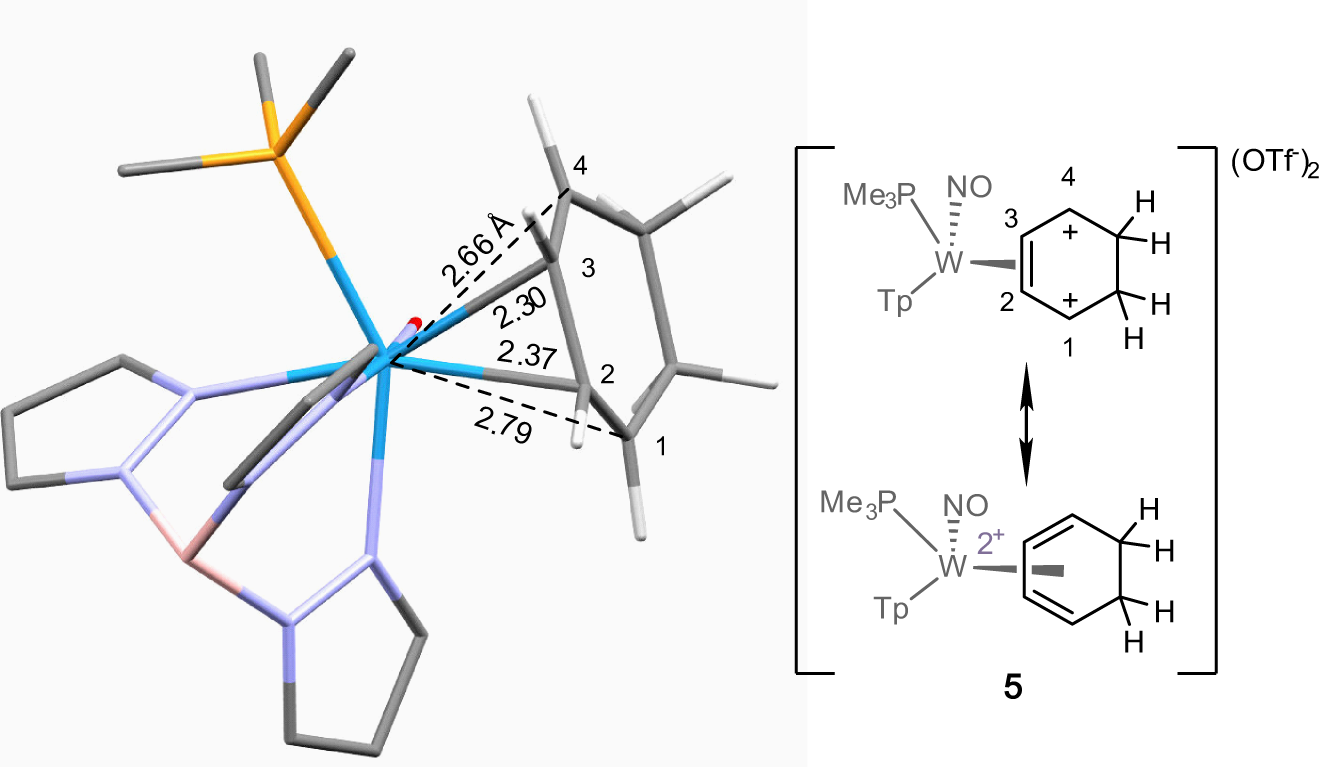 Fig. 3: DFT optimized structure of [WTp(NO)(PMe3)(C6H8)]2+ (5), the result of the double-protonation of the η2-benzene ligand of 1.