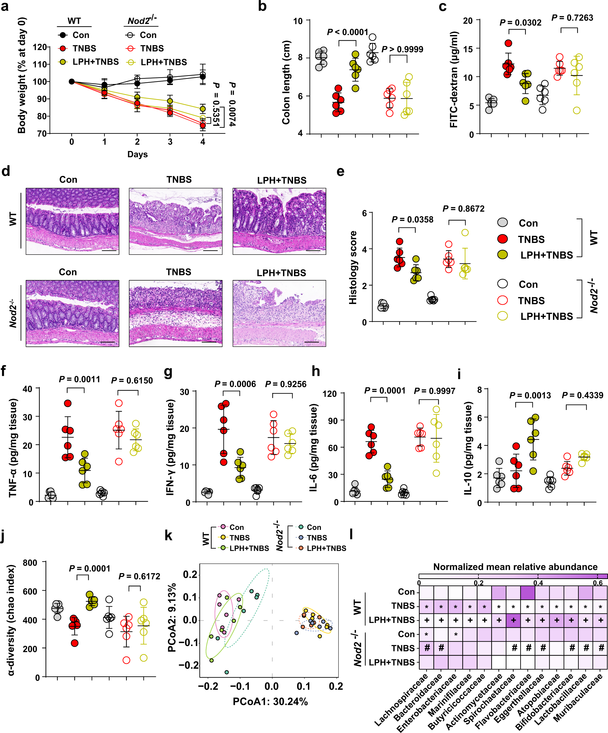 Fig. 5: LPH protects mice from colitis through NOD2-mediated gut homeostasis.