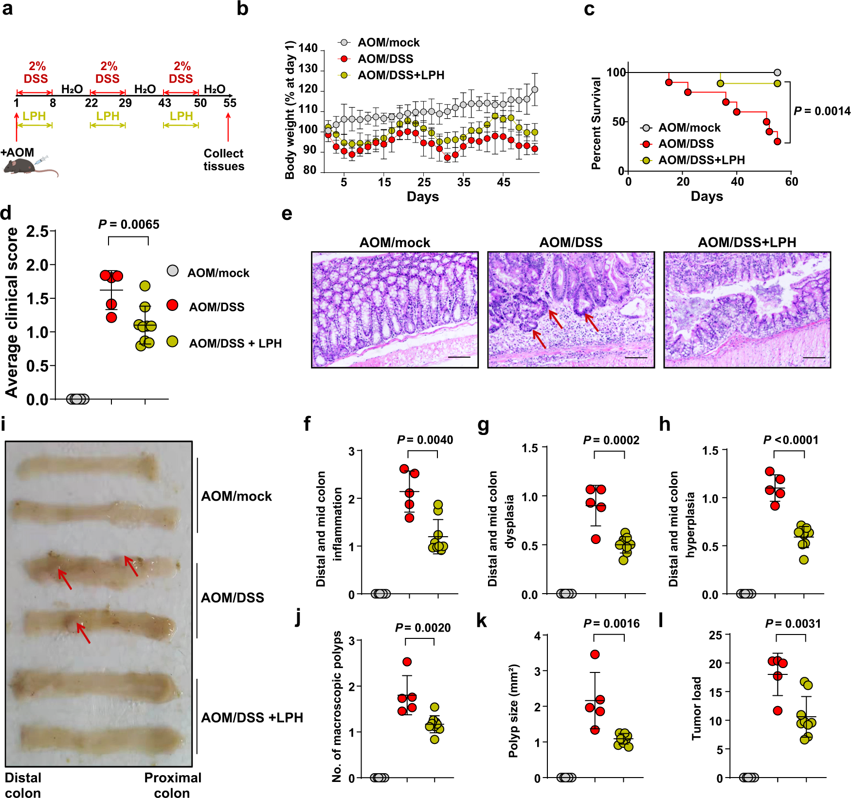 Fig. 6: LPH can protect mice against colitis-associated colon cancer.