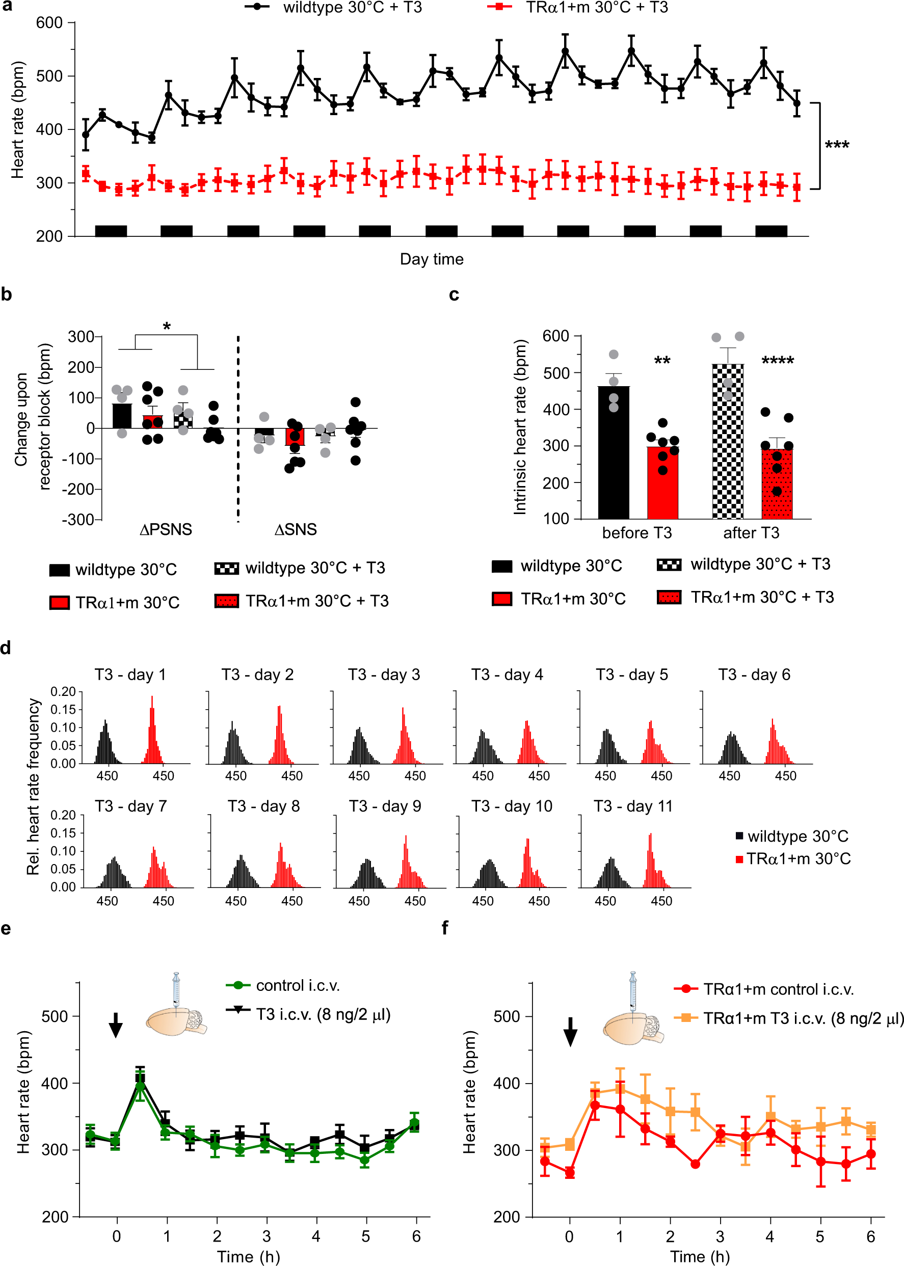 Fig. 2: Reactivation of the mutant TRα1 with T3 and central T3 i.c.v. administration at 30 °C.