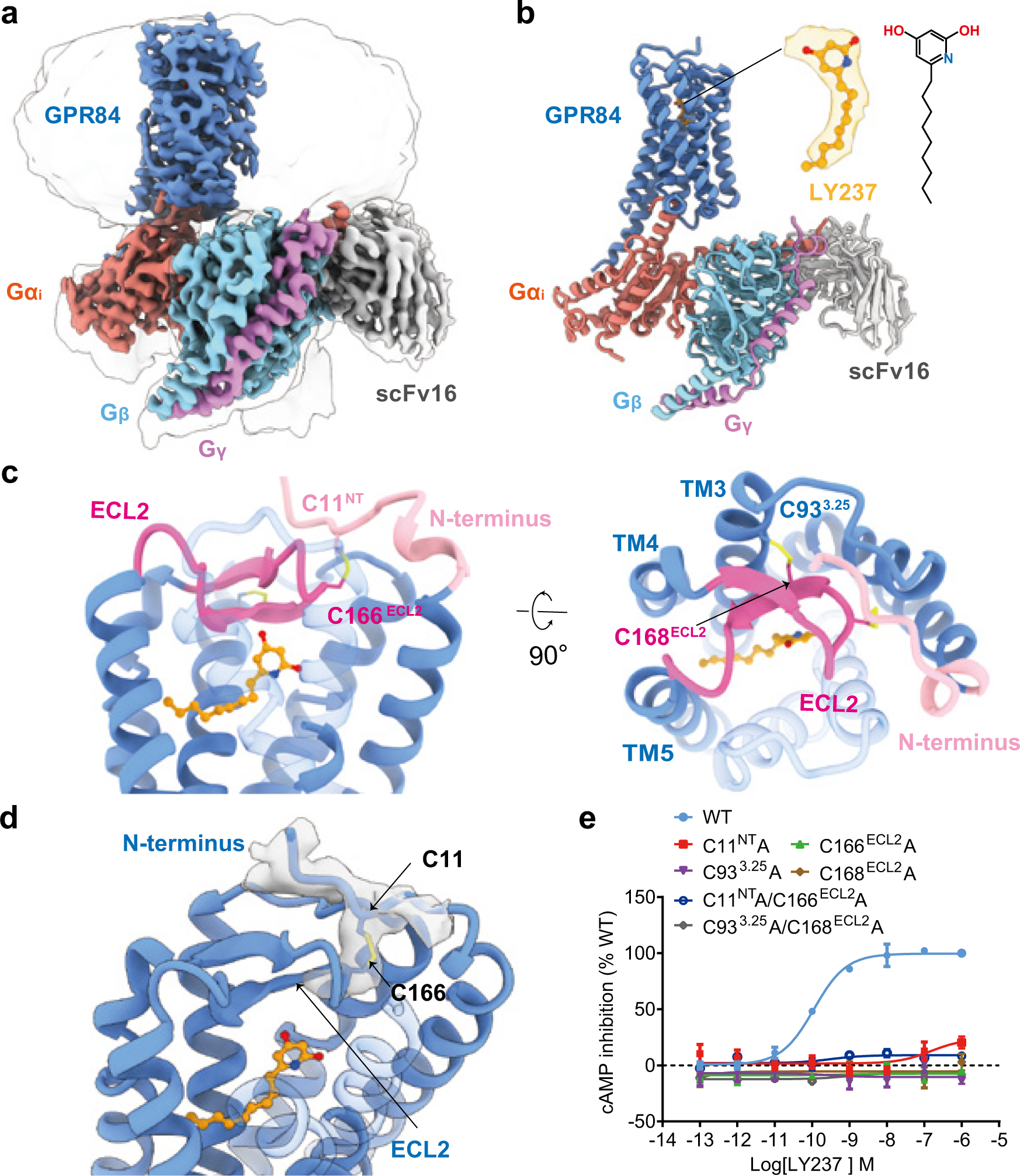 From structure to function – Ligand recognition by myeloid C-type