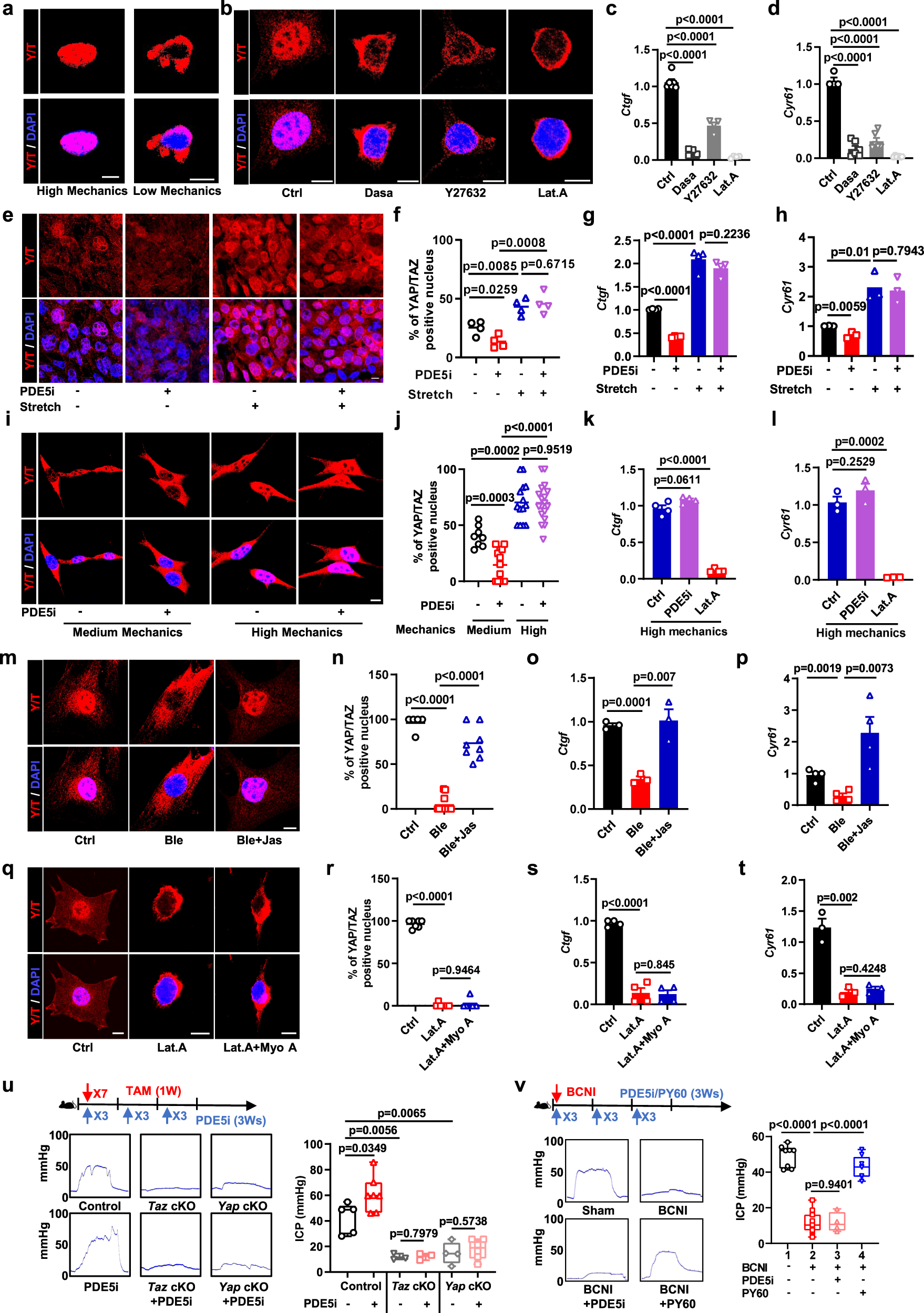 Fig. 3: Mechanical stretching exerts a predominant effect on YAP/TAZ activity in comparison to PDE5i treatment.