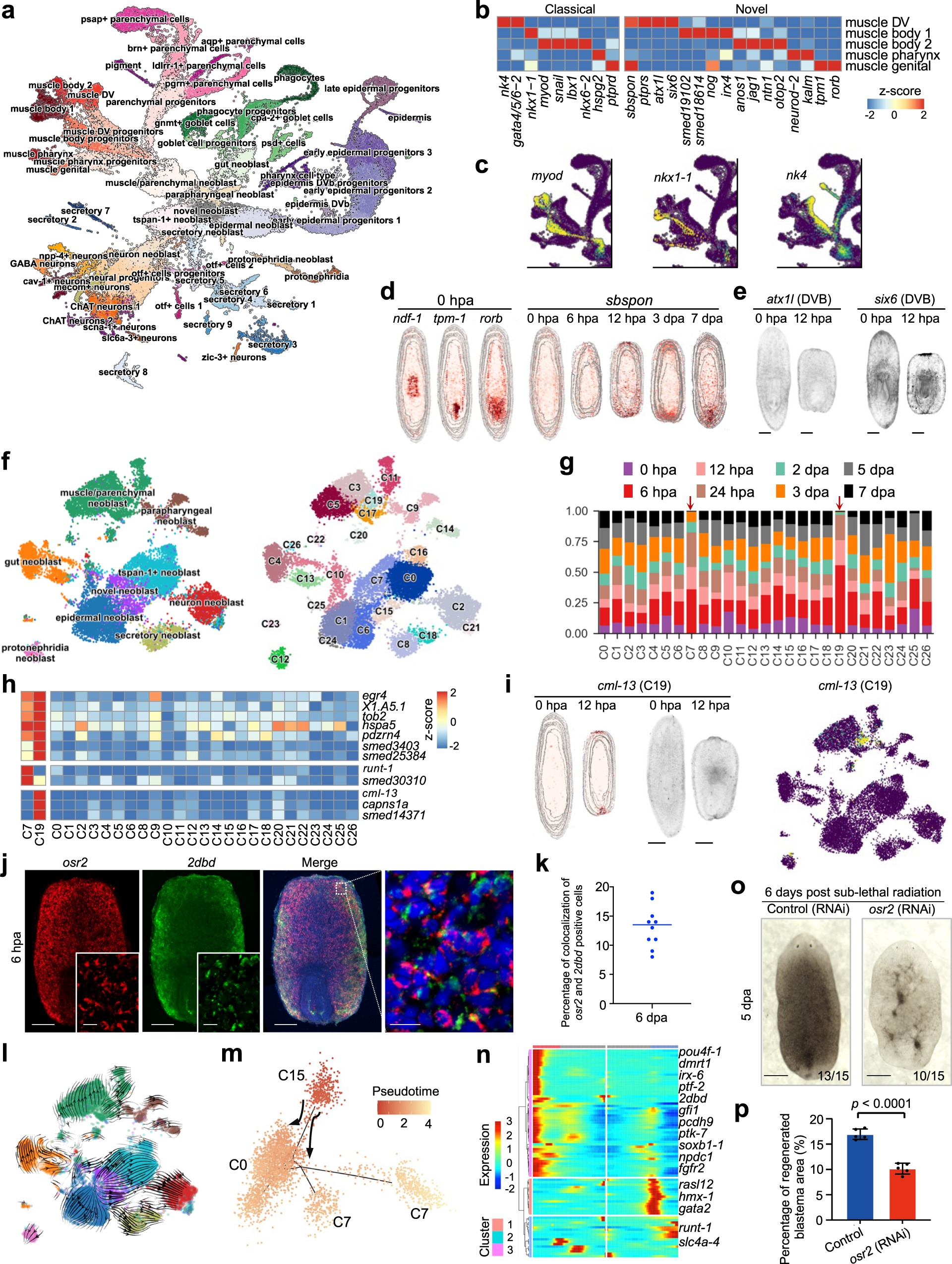 Fig. 3: A neoblast sub-cluster identified as the most potent stem cell for planarian regeneration.