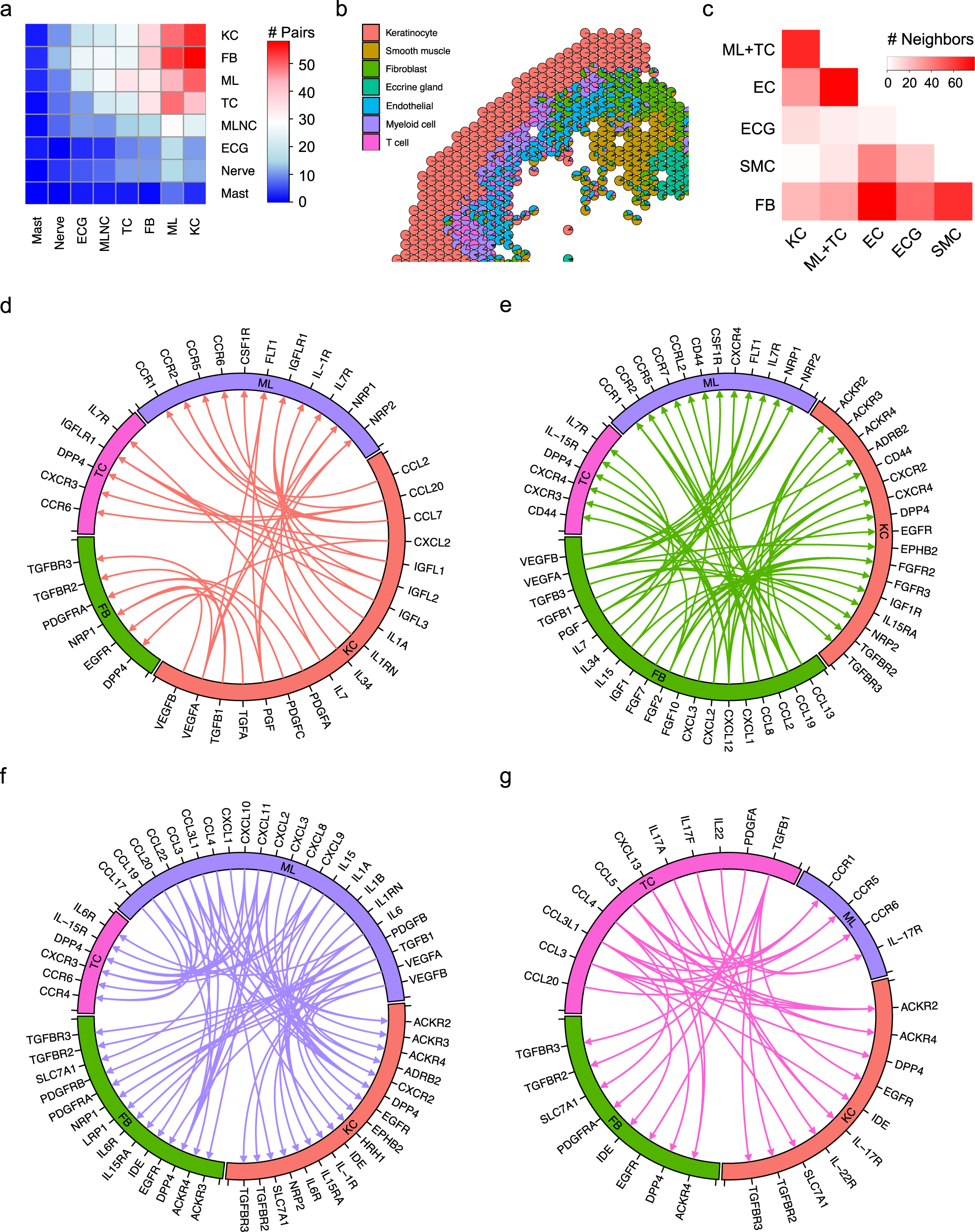 Fig. 7: Ligand–receptor interaction analysis between the four main cell types in psoriatic skin.