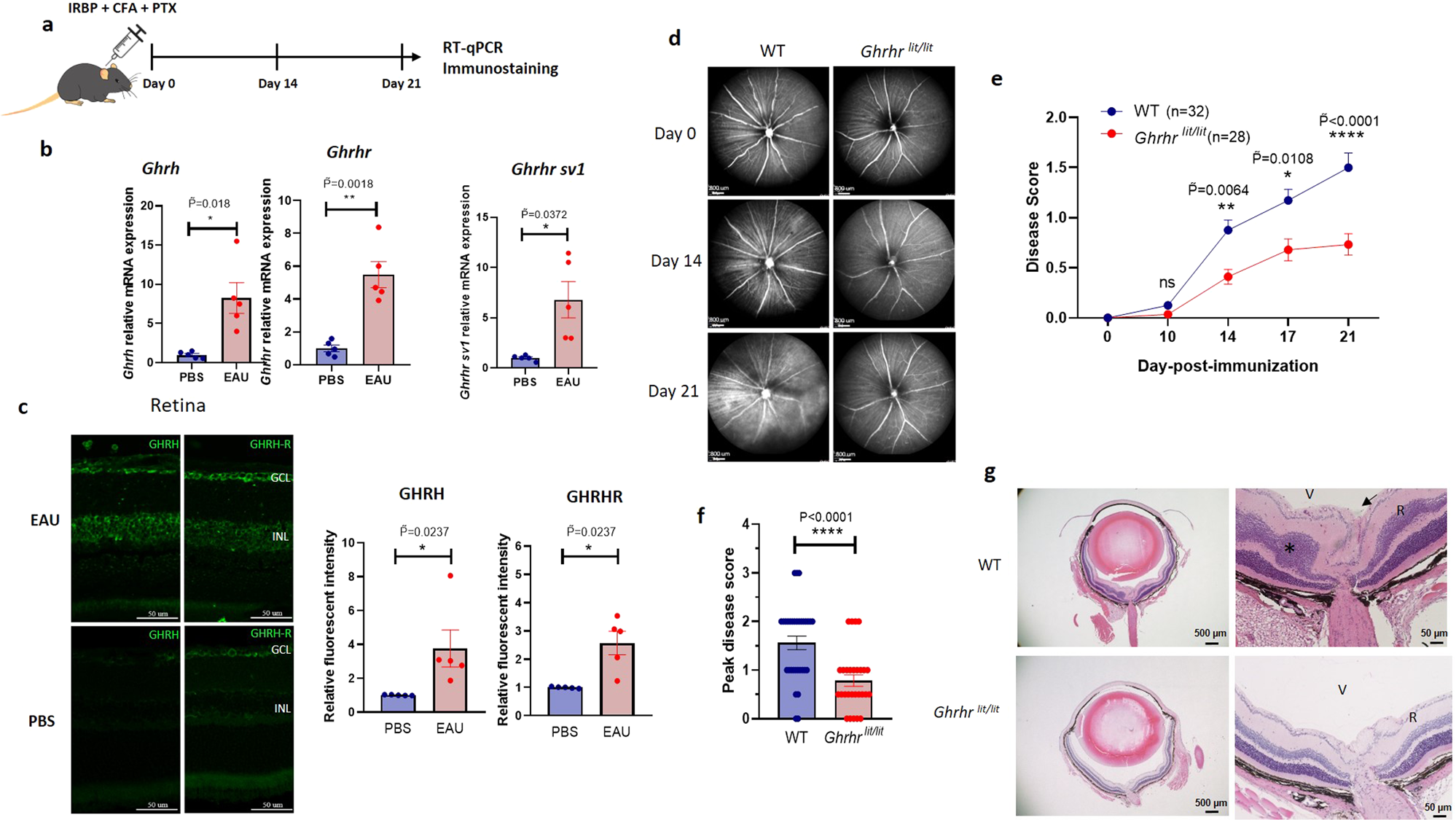 Fig. 1: Deficiency of GHRH-R protects mice from autoimmune ocular inflammation.