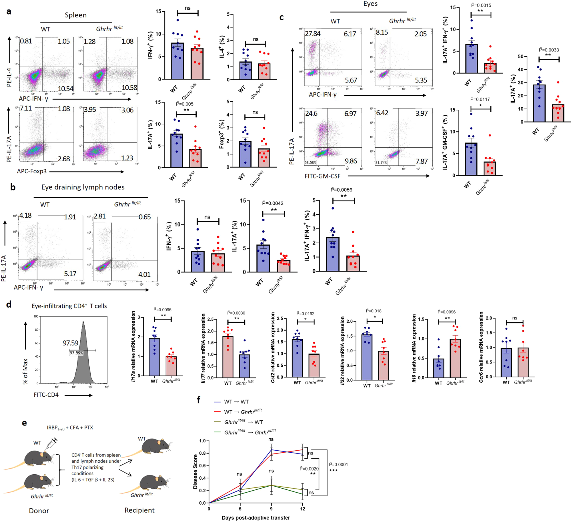 Fig. 2: Deficiency of GHRH-R protects mice from autoimmune ocular inflammation by inhibiting the pathogenicity of Th17 cells.
