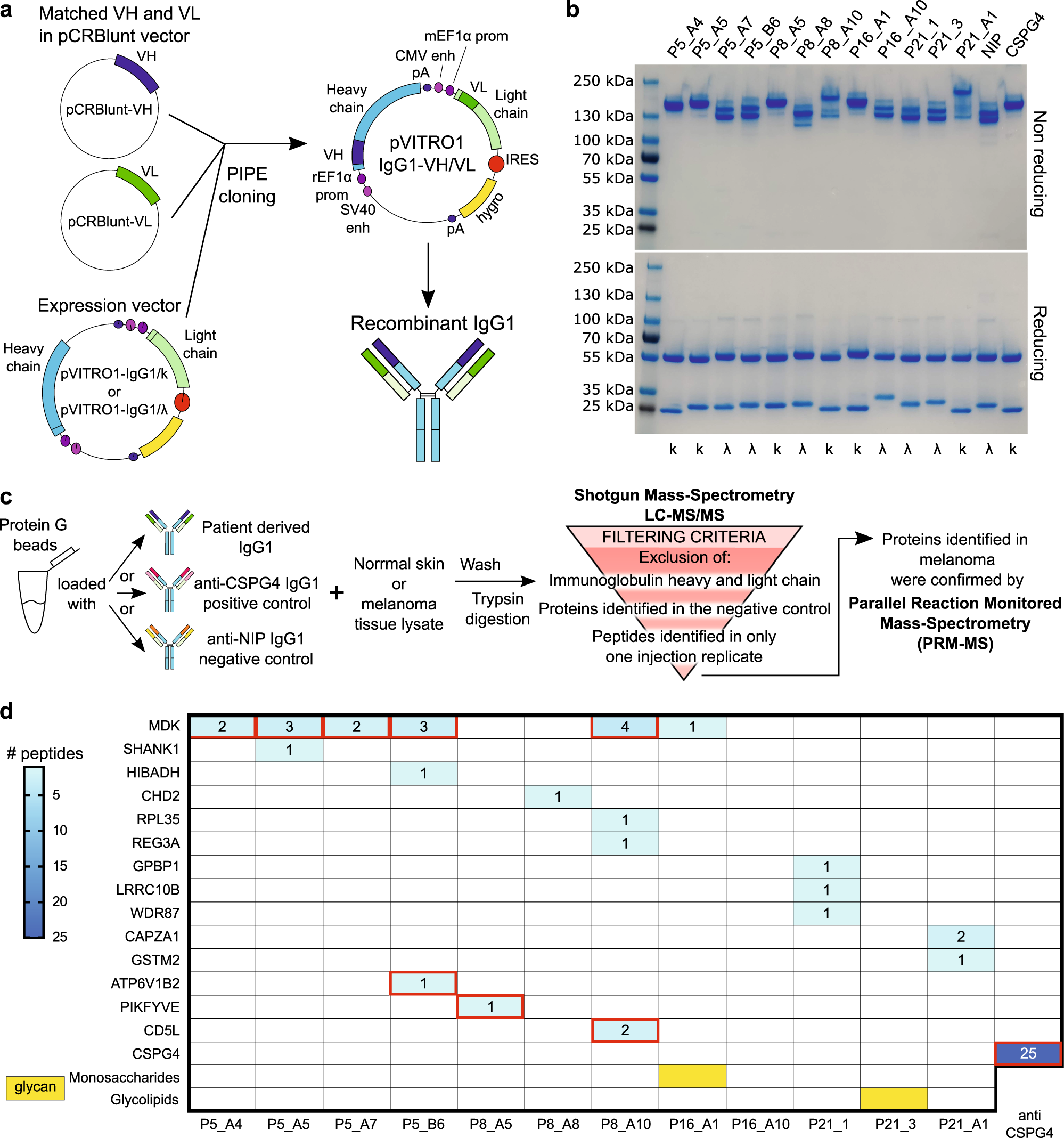 Fig. 7: Patient-derived antibody production and antigen discovery.