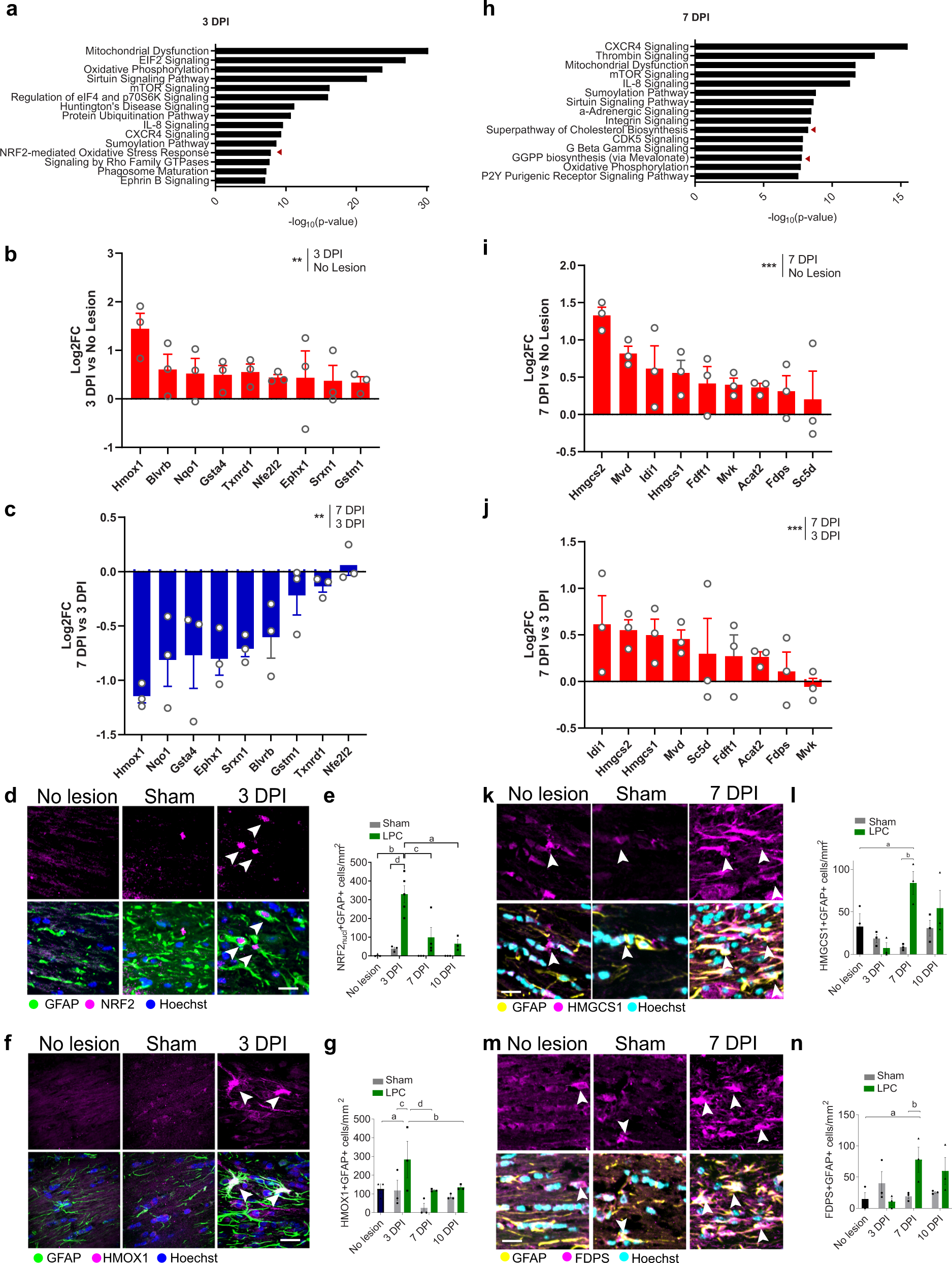 Fig. 2: Astrocytes transiently engage the Nrf2 pathway followed by the cholesterol biosynthesis pathway during remyelination.