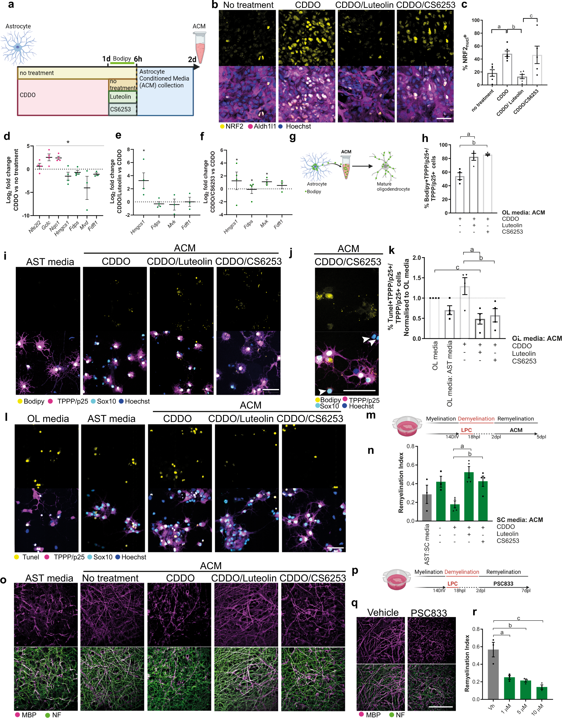 Fig. 5: Astrocytes export cholesterol to oligodendrocytes to regulate their survival and remyelination.