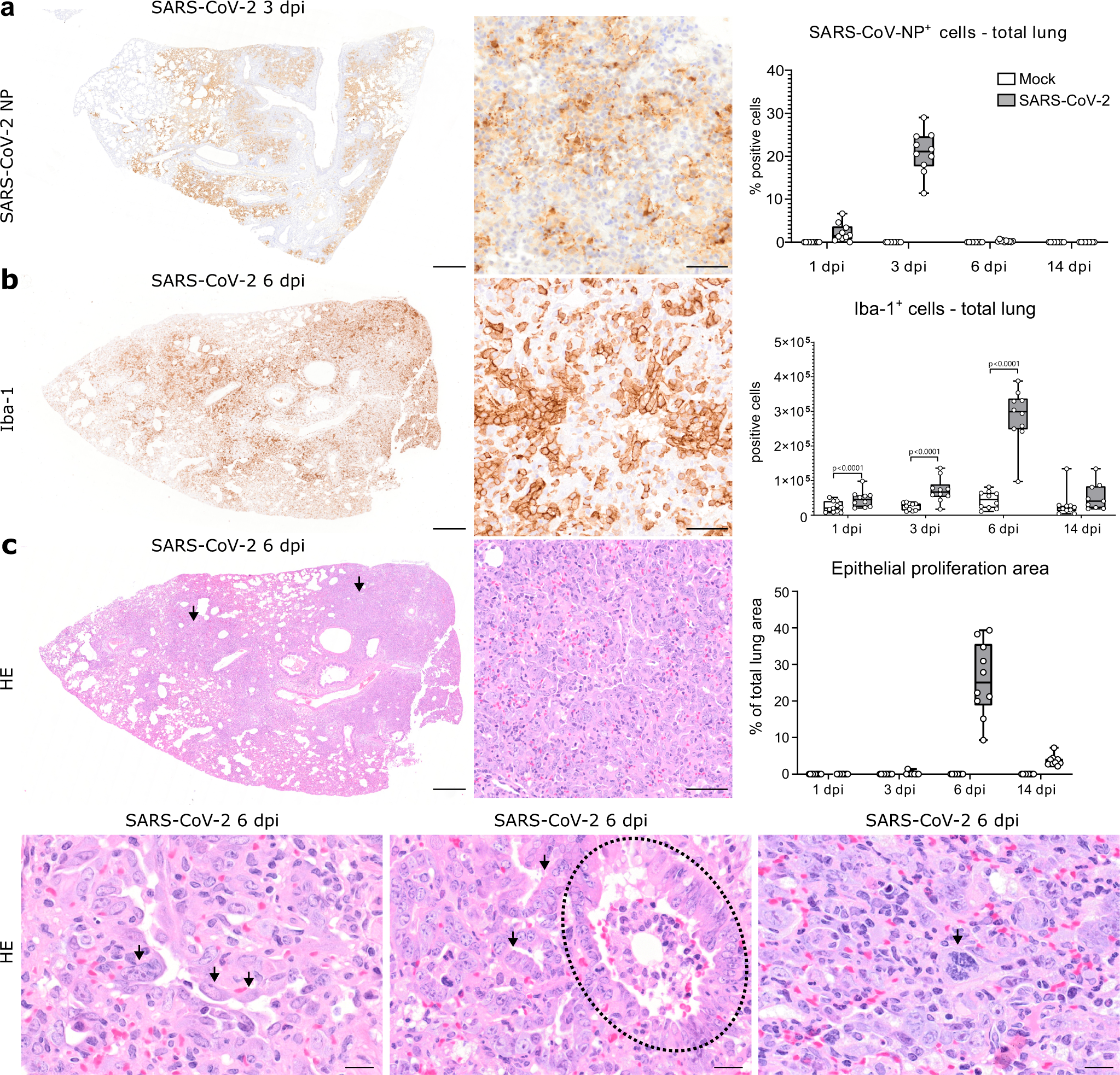 Hamster model for post-COVID-19 alveolar regeneration offers an opportunity to understand post-acute sequelae of SARS-CoV-2 Nature Communications photo picture