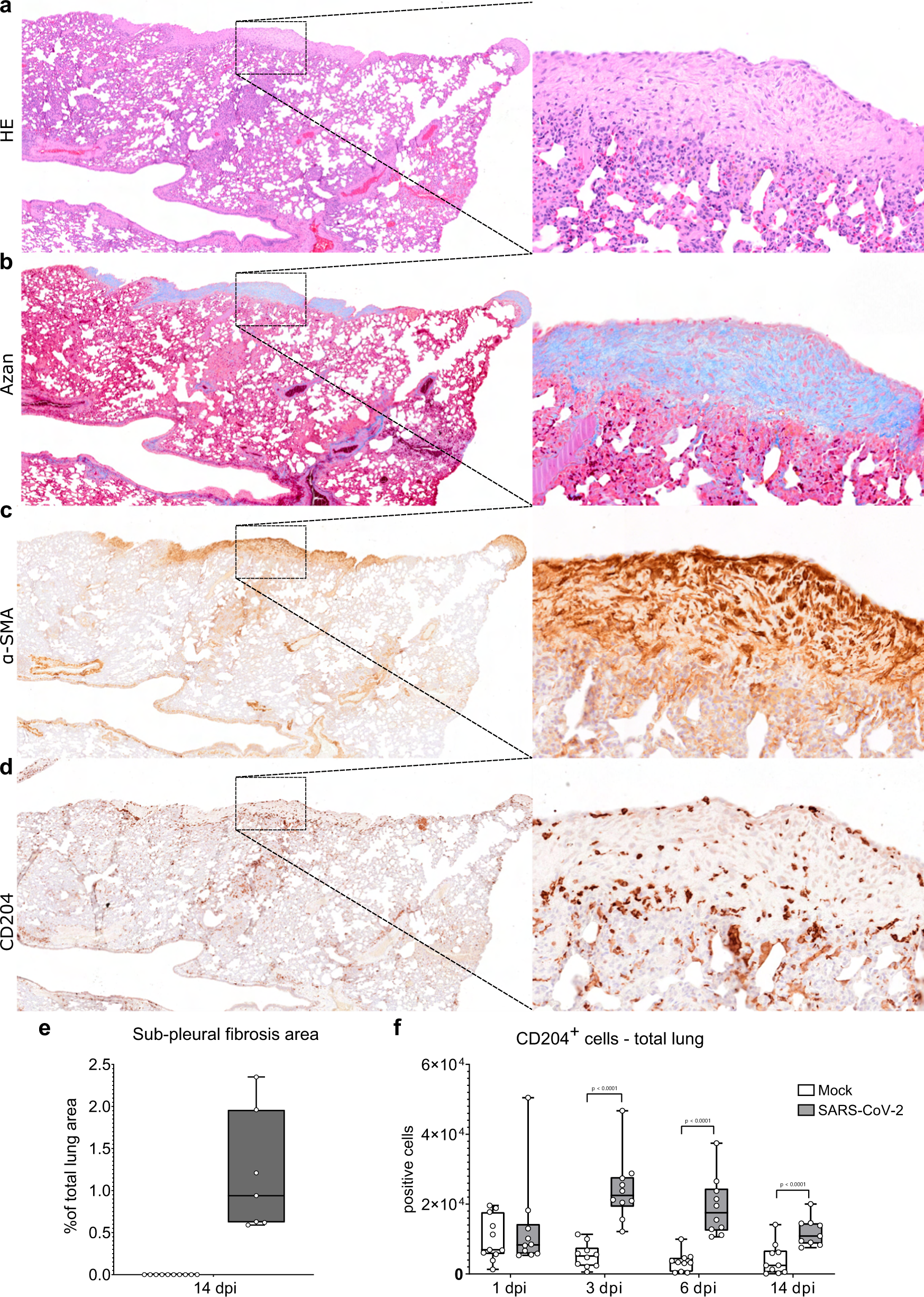 Fig. 5: Subpleural fibrosis in SARS-CoV-2 infected hamsters.